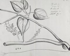 Pee-amerdu Plant: A Rare 17th Century Botanical Engraving by H. van Rheede