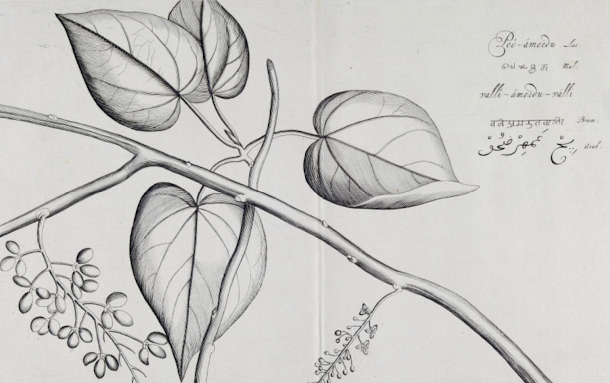 Pee-amerdu-Pflanze: Eine seltene botanische Gravur aus dem 17. Jahrhundert von H. van Rheede (Naturalismus), Print, von Hendrik Adriaan van Rheede tot Drakenstein