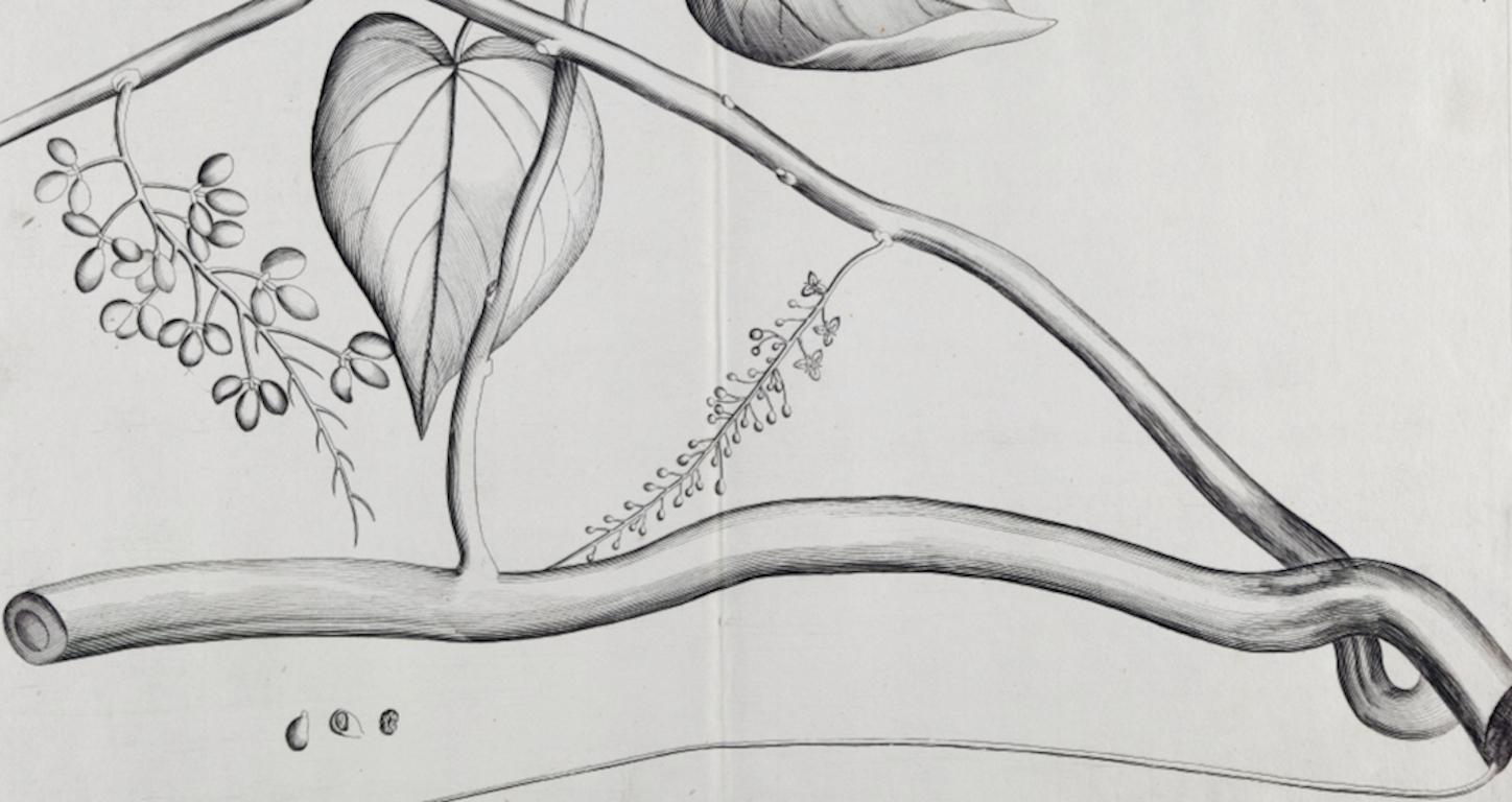 Pee-amerdu-Pflanze: Eine seltene botanische Gravur aus dem 17. Jahrhundert von H. van Rheede (Grau), Still-Life Print, von Hendrik Adriaan van Rheede tot Drakenstein
