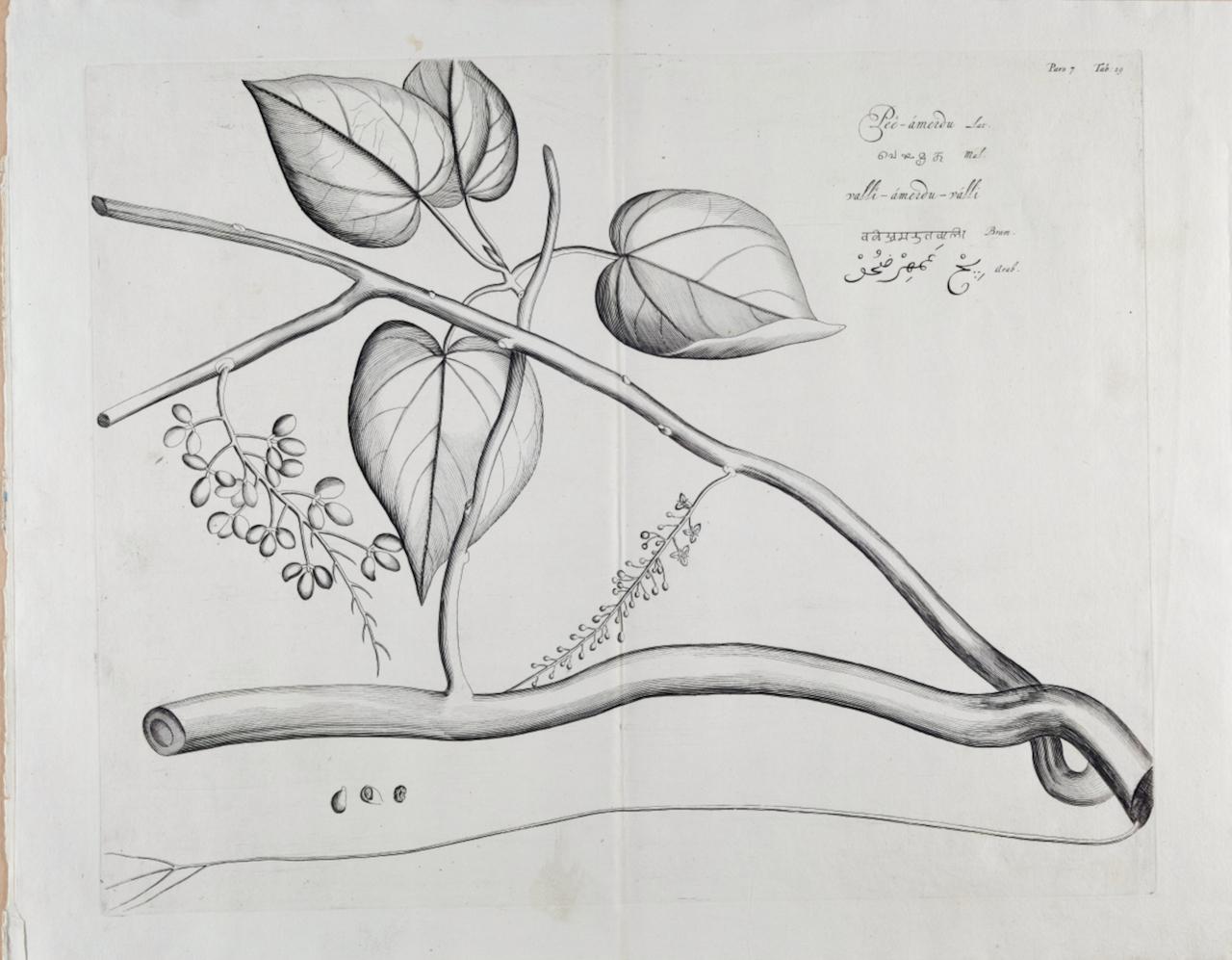 Pianta di Pee-amerdu: Una rara incisione botanica del XVII secolo di H. H. van Rheede
