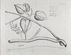 Pee-amerdu Plant: A Rare 17th Century Botanical Engraving by H. van Rheede