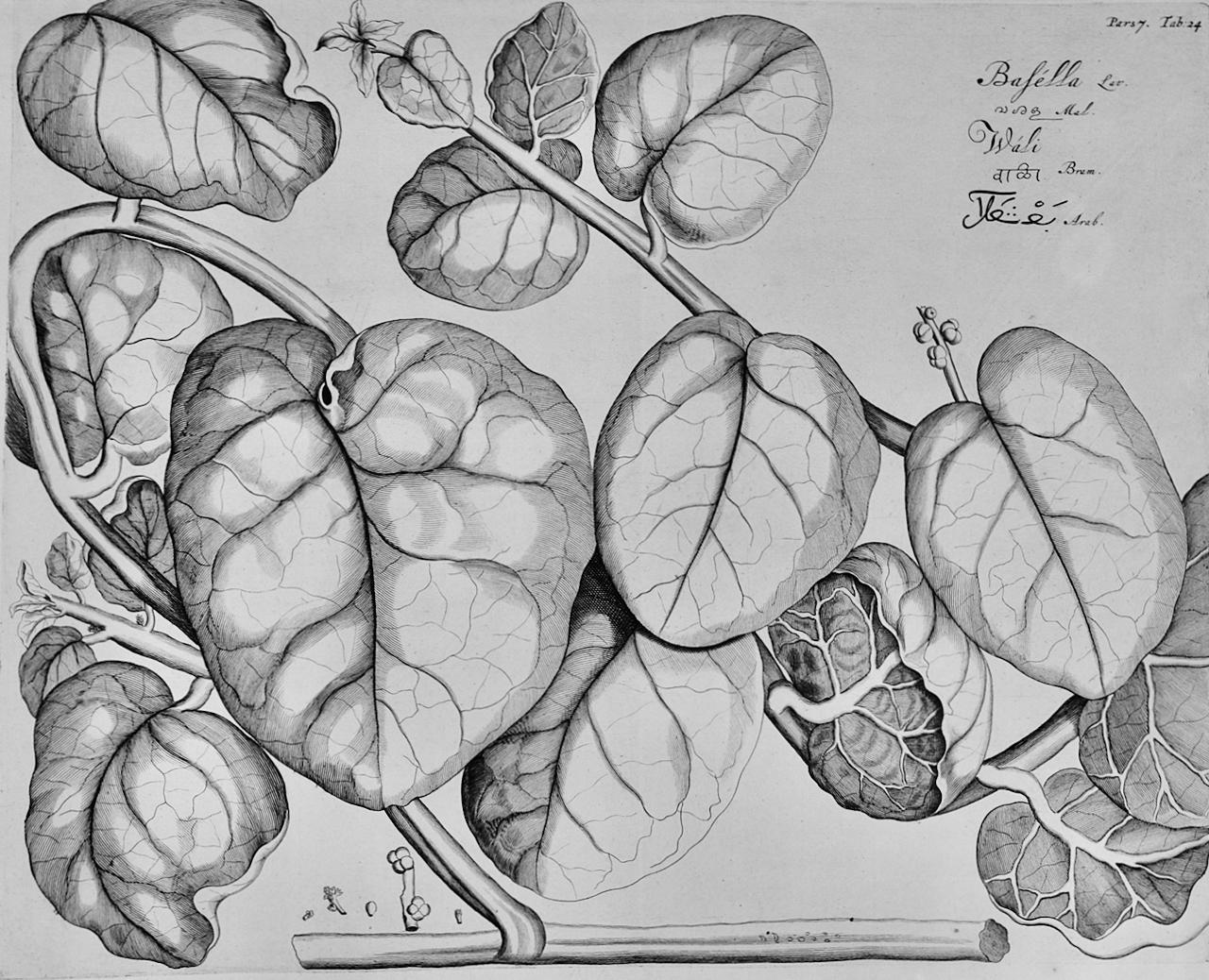 Hendrik Adriaan van Rheede tot Drakenstein Still-Life Print - Vine Spinach "Basella": A 17th Century Botanical Engraving by Hendrik van Rheede