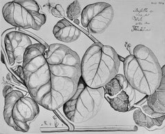 Vine Spinach "Basella": A 17th Century Botanical Engraving by Hendrik van Rheede