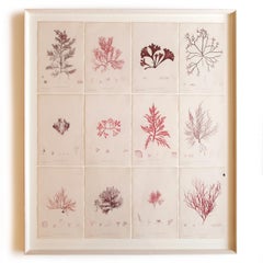 Rare Seaweed "Nature Prints" by Henry Bradbury