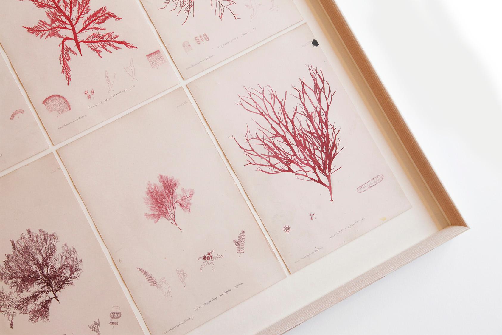 A beautifully framed set of twelve rare 
