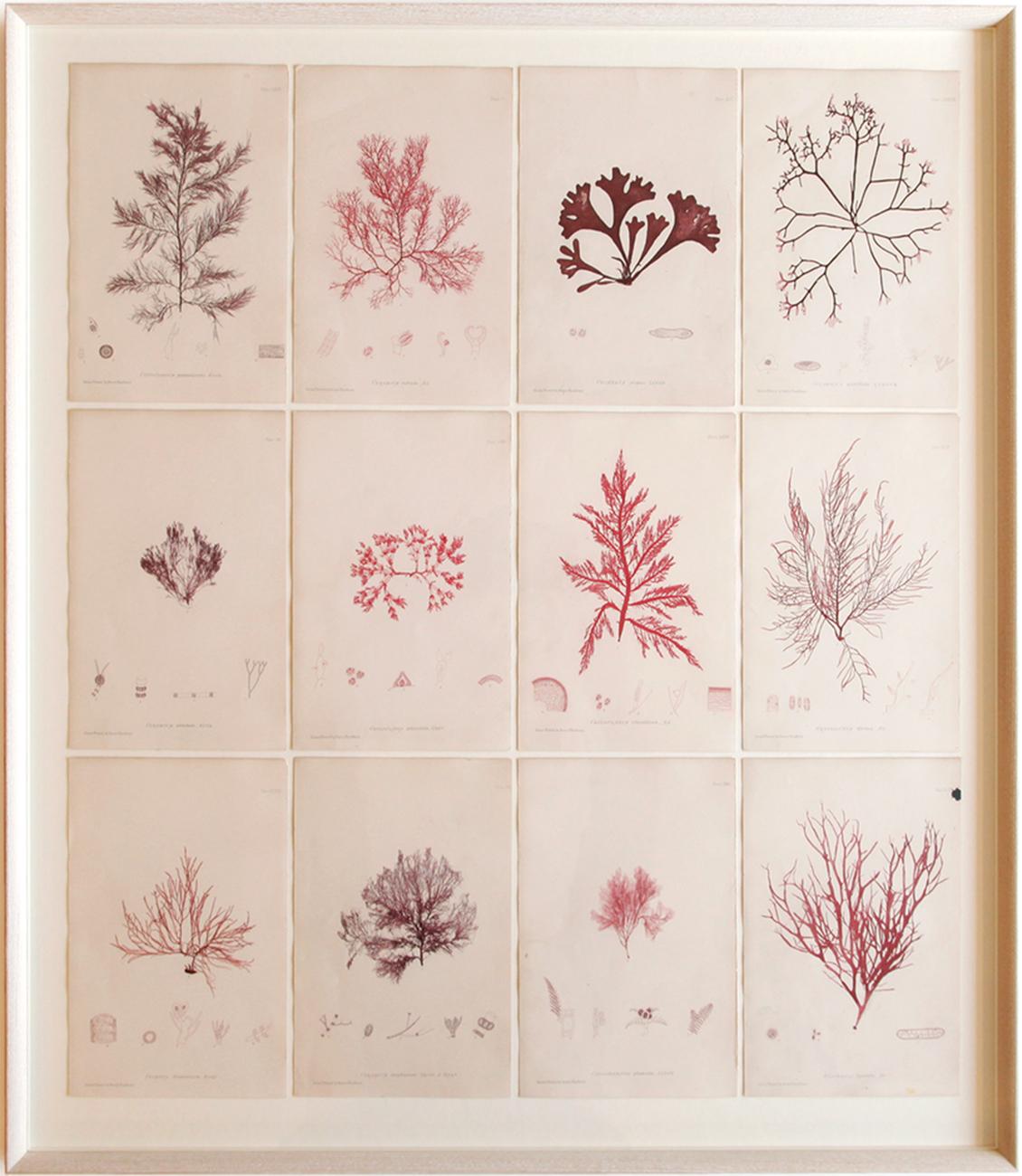 Rare alghe marine "Nature Prints" di Henry Bradbury