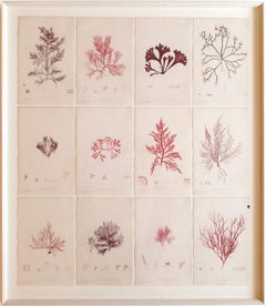 Rare alghe marine "Nature Prints" di Henry Bradbury