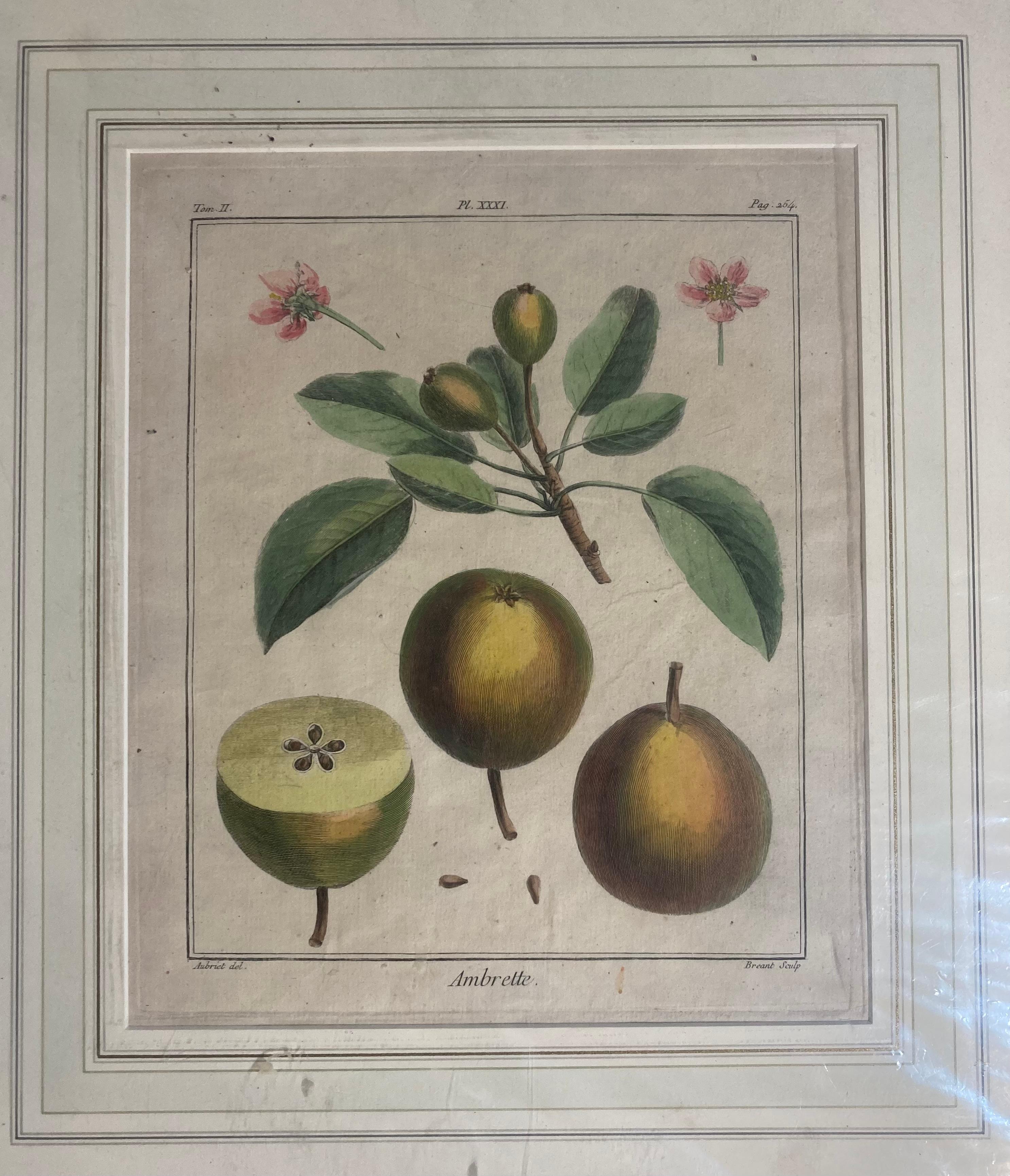 Nach Henri-Louis Duhamel du Monceau Serie von sechs Fruchtdrucken um 1768 1