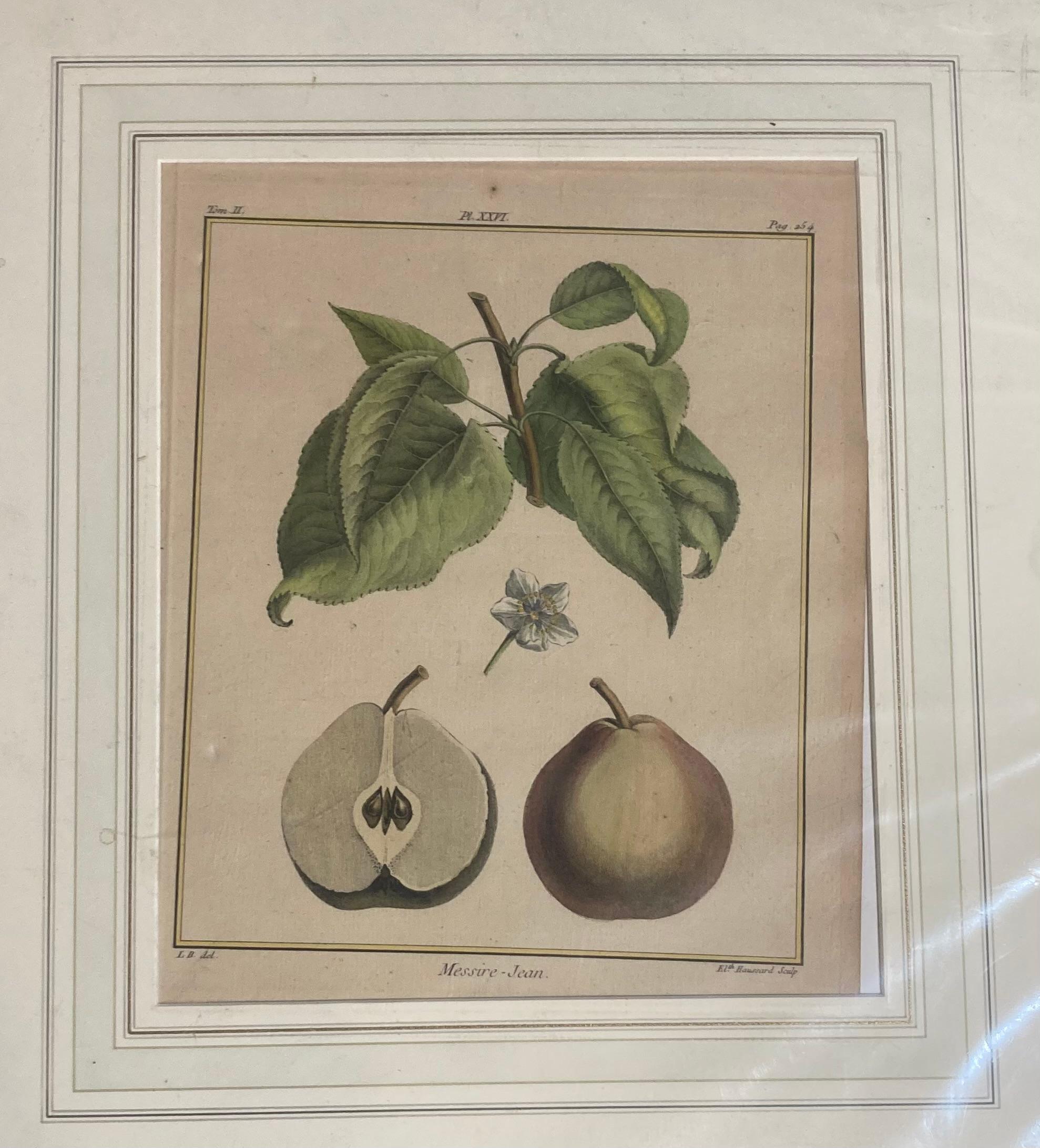 Nach Henri-Louis Duhamel du Monceau Serie von sechs Fruchtdrucken um 1768 3