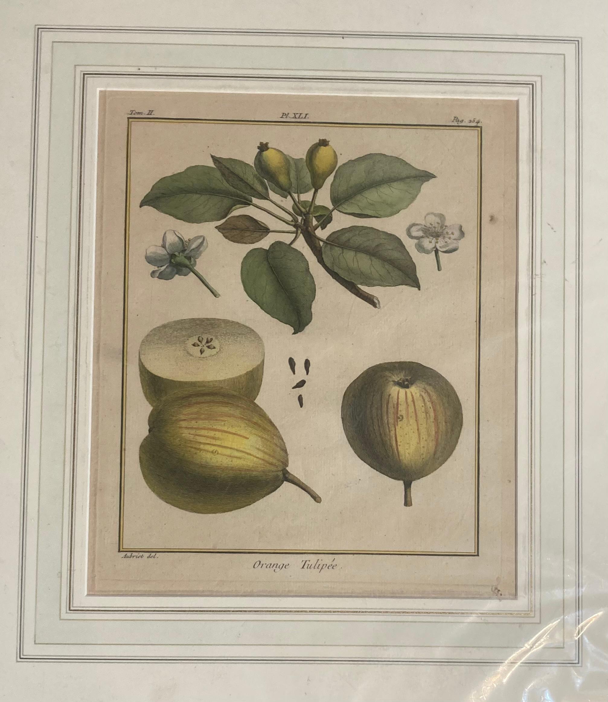 Nach Henri-Louis Duhamel du Monceau Serie von sechs Fruchtdrucken um 1768 4