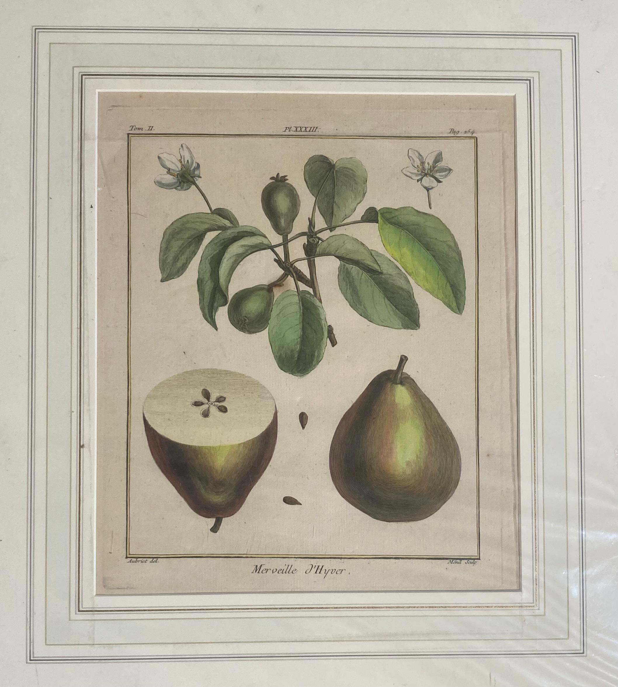 Nach Henri-Louis Duhamel du Monceau Serie von sechs Fruchtdrucken um 1768 5