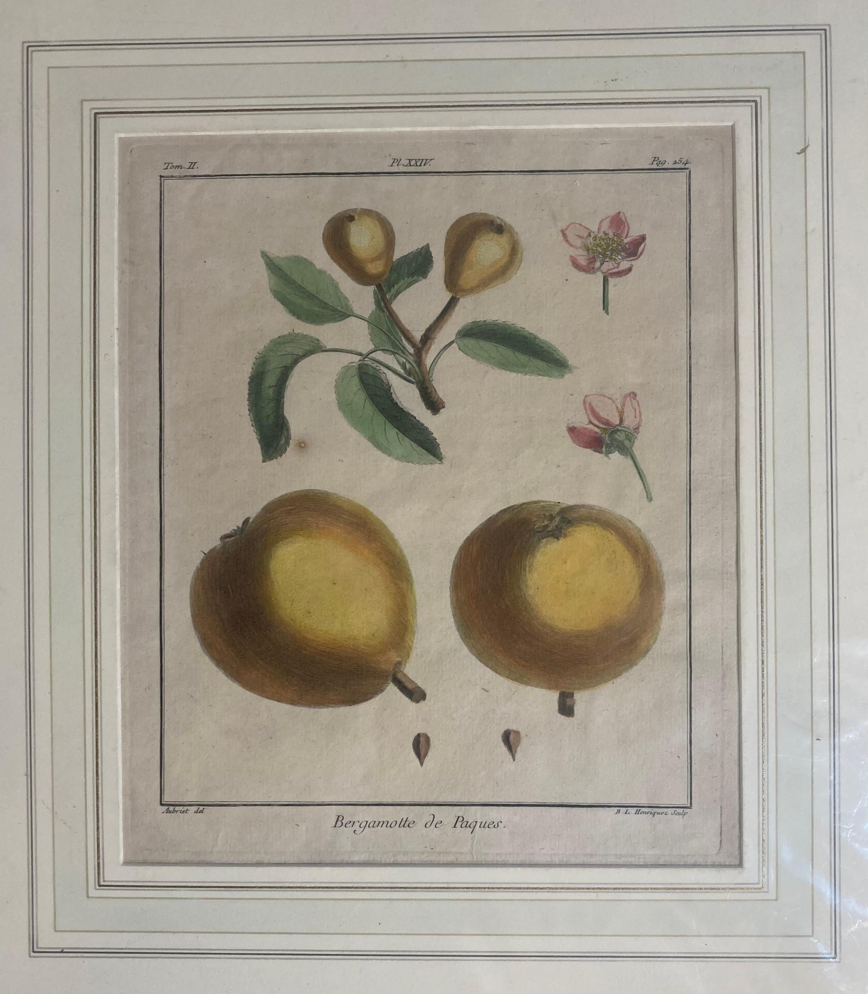 Nach Henri-Louis Duhamel du Monceau Serie von sechs Fruchtdrucken um 1768 6