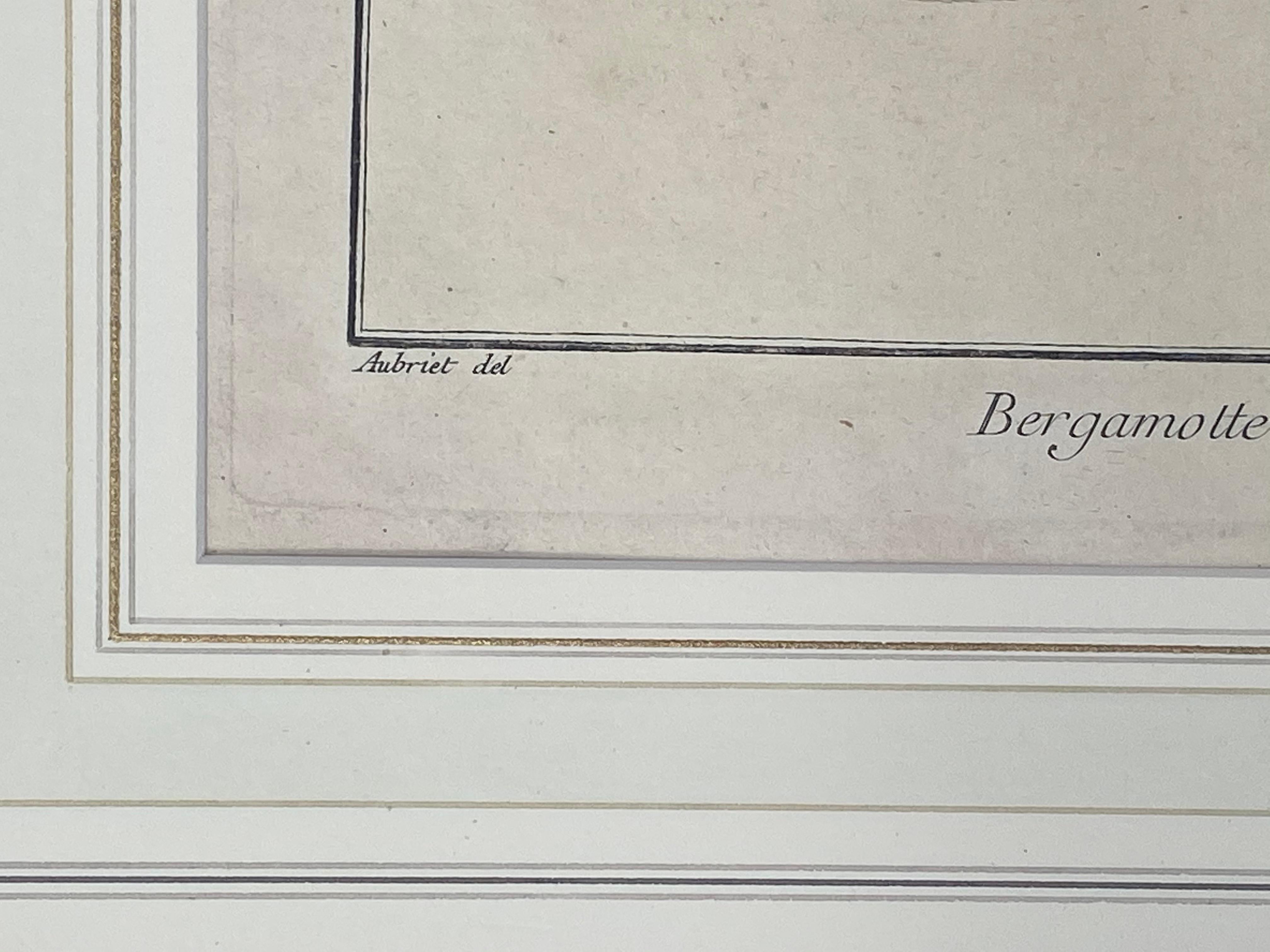 Nach Henri-Louis Duhamel du Monceau Serie von sechs Fruchtdrucken um 1768 7