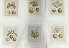After Henri-Louis Duhamel du Monceau Series of Six Fruit Prints circa 1768