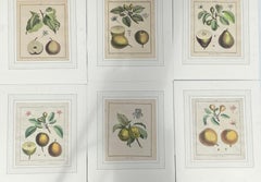 Antique After Henri-Louis Duhamel du Monceau Series of Six Fruit Prints circa 1768