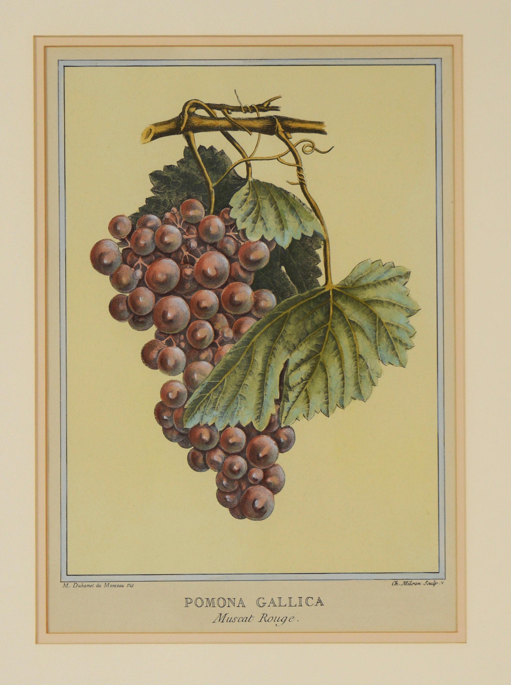 Pomona Gallica, Muscat Rouge - Stampa botanica dell'uva - Print di Henri-Louis Duhamel du Monceau