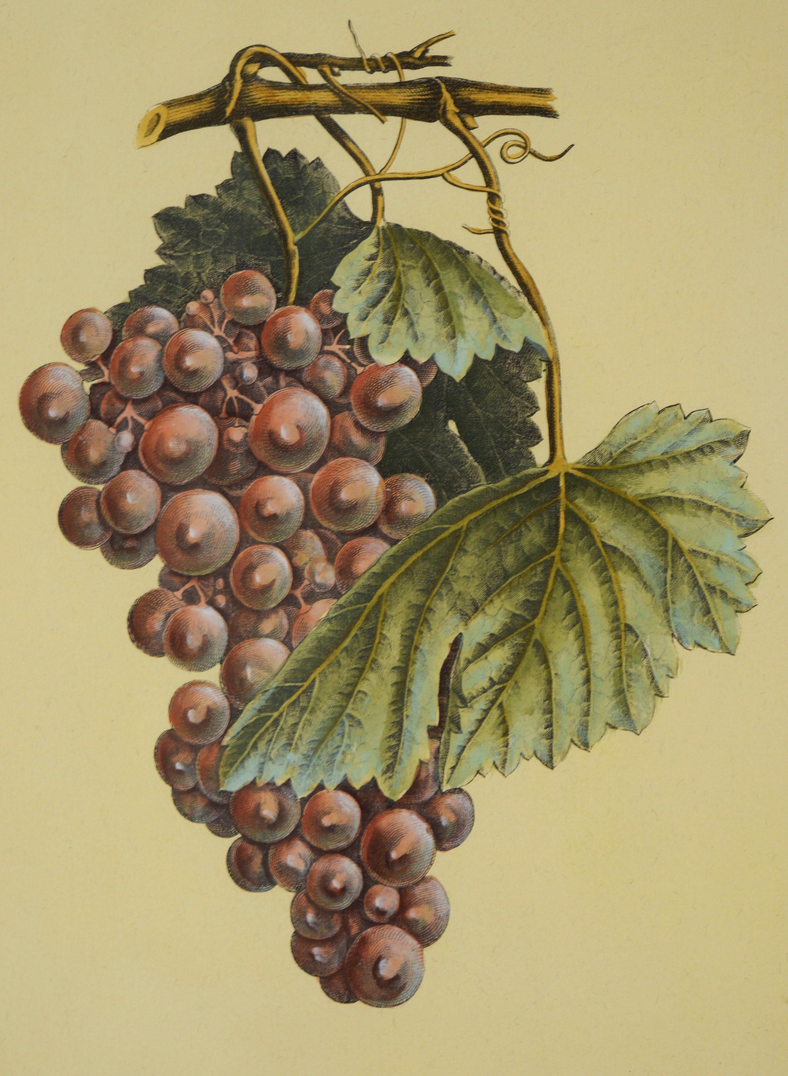 Pomona Gallica, Muscat Rouge - Stampa botanica dell'uva - Print Impressionismo di Henri-Louis Duhamel du Monceau