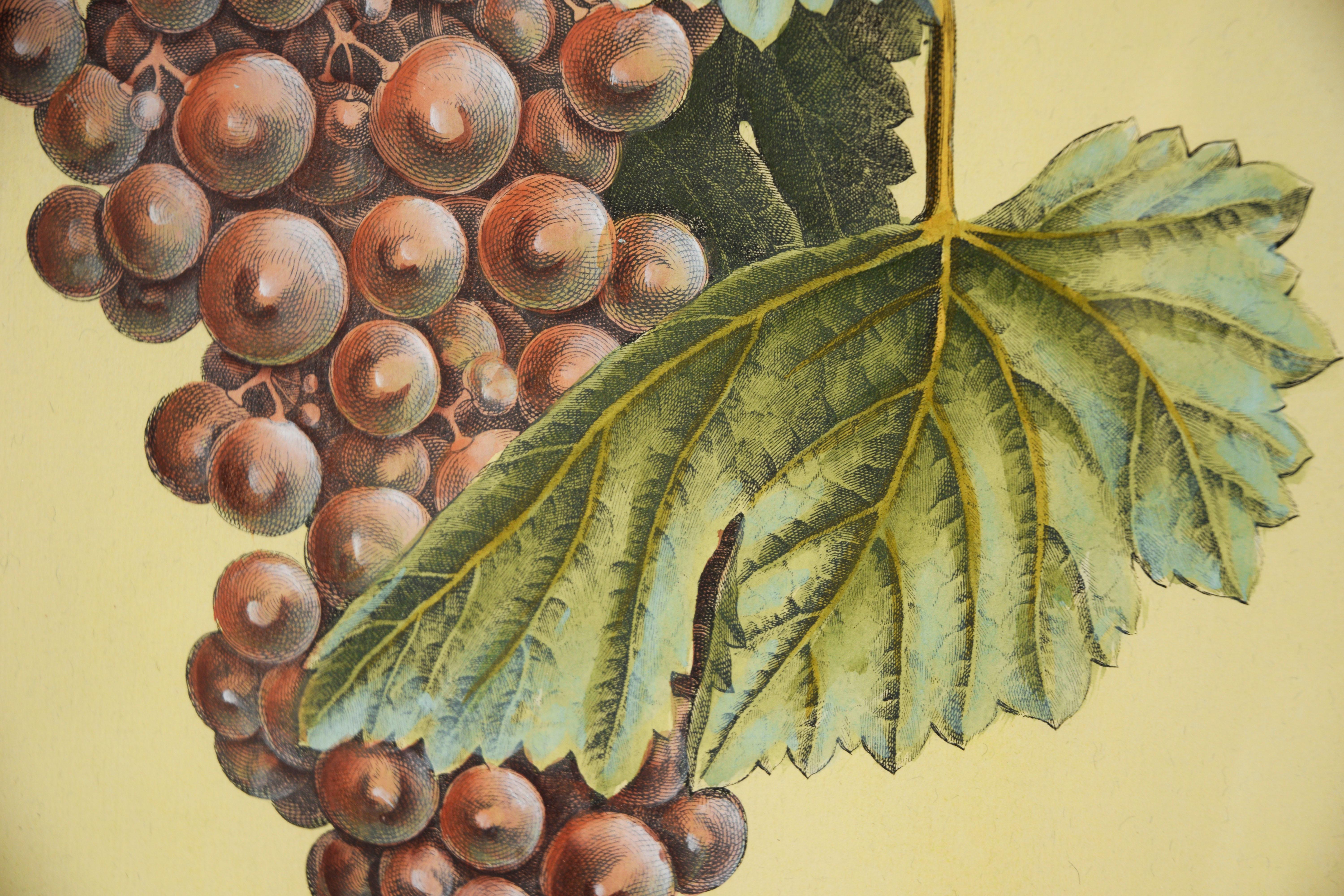 Pomona Gallica, Muscat Rouge - Stampa botanica dell'uva - Interior Print Beige di Henri-Louis Duhamel du Monceau
