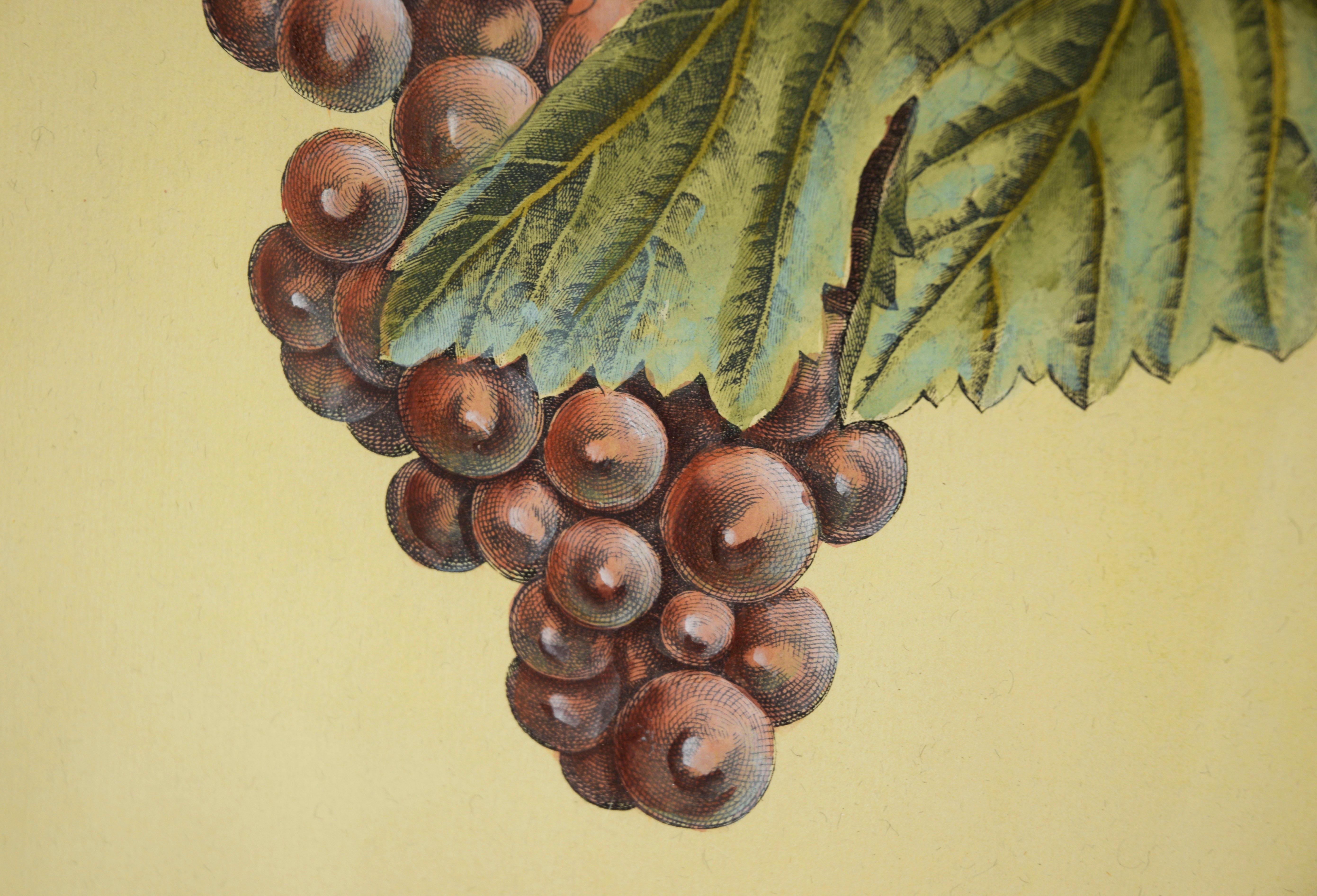 Pomona Gallica, Muscat Rouge - Stampa botanica dell'uva

Stampa botanica raffigurante una vite di Henri-Louis Duhamel du Monceau (francese, 1700-1782). L'uva rossa pende da una vite, davanti a uno sfondo giallo chiaro, con foglie di colore verde