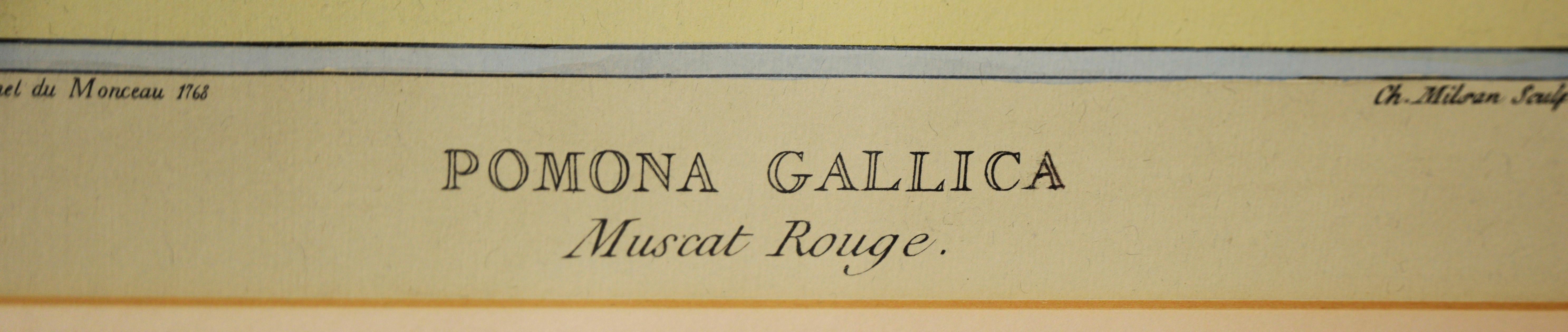 Pomona Gallica, Muscat Rouge - Stampa botanica dell'uva in vendita 1