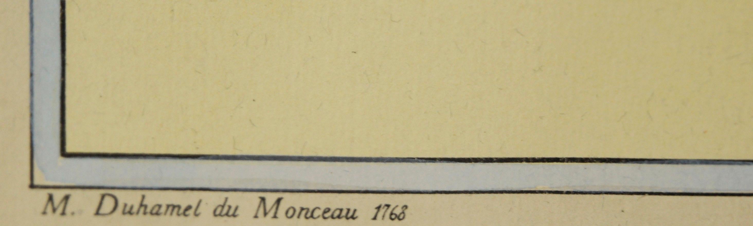 Pomona Gallica, Muscat Rouge - Stampa botanica dell'uva in vendita 2
