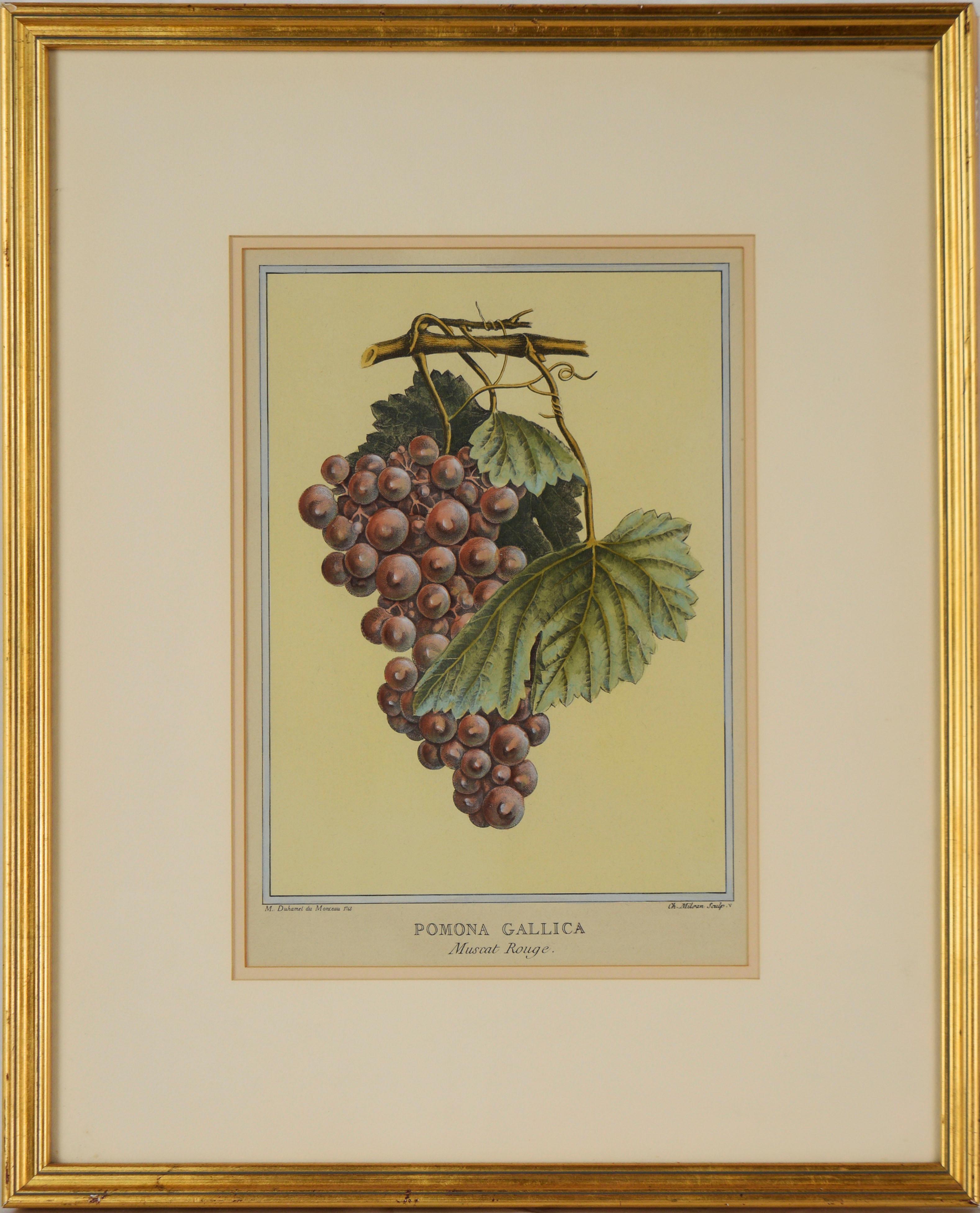 Pomona Gallica, Muscat Rouge - Stampa botanica dell'uva