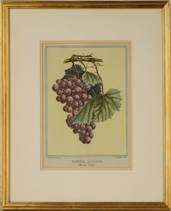 Pomona Gallica, Muscat Rouge - Impresión Botánica de Uvas