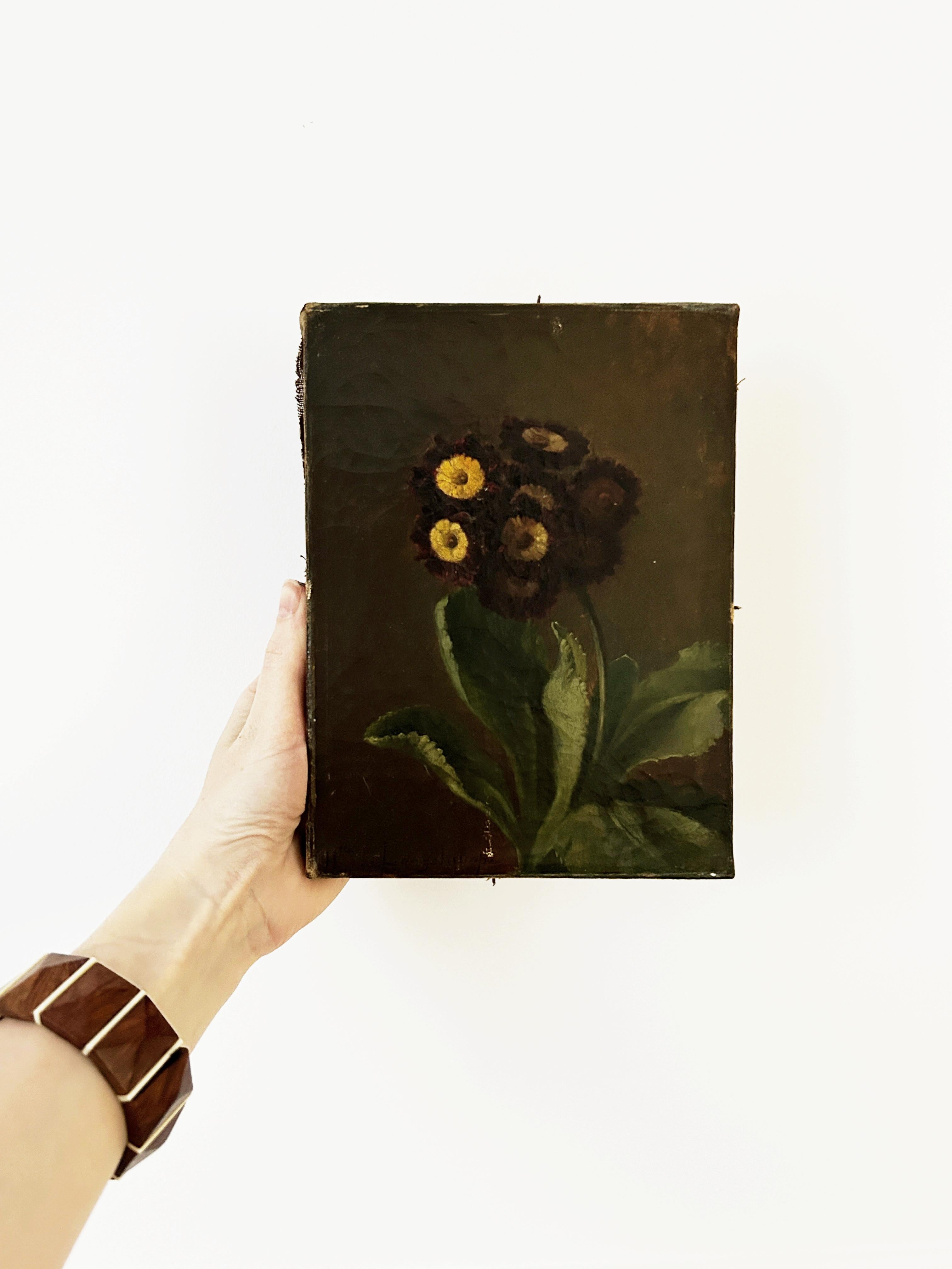 Primula pubescens ; Prímula pubescente, bodegón floral, óleo sobre lienzo 1