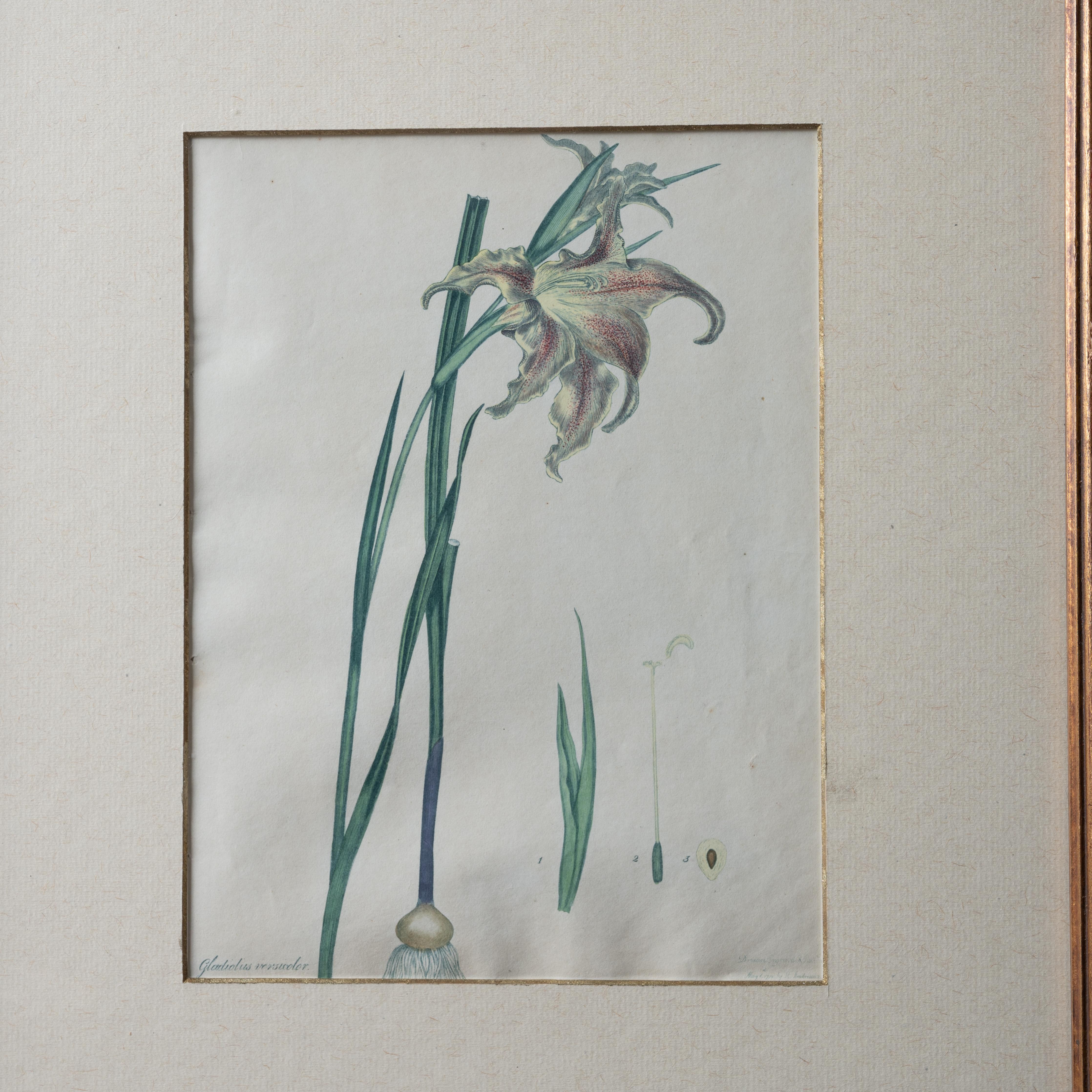 Henry C. Andrews Botanical Prints, c.1790s - set of 4 For Sale 4