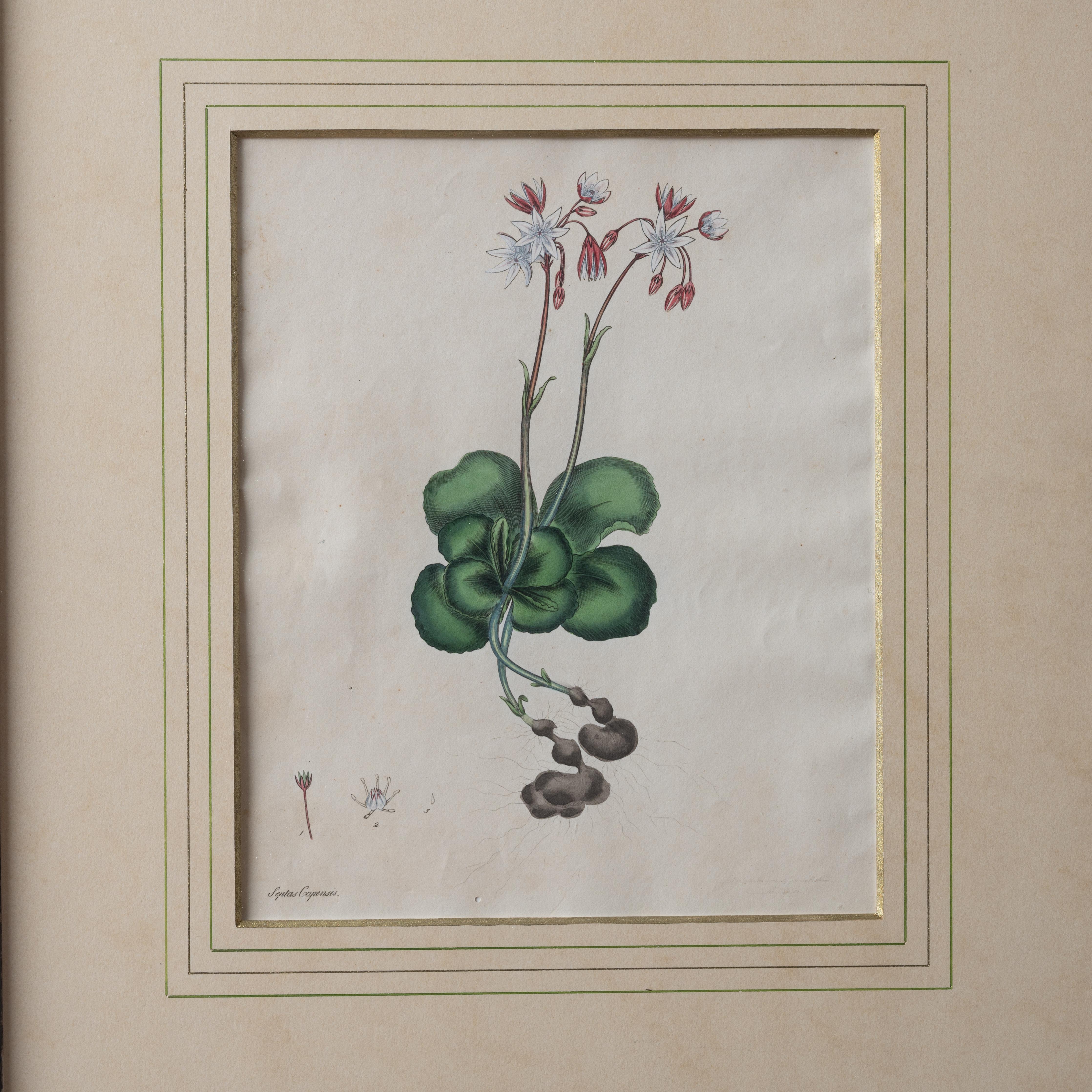 Henry C. Andrews botanische Drucke, ca. 1790er Jahre, 4er-Set im Angebot 5