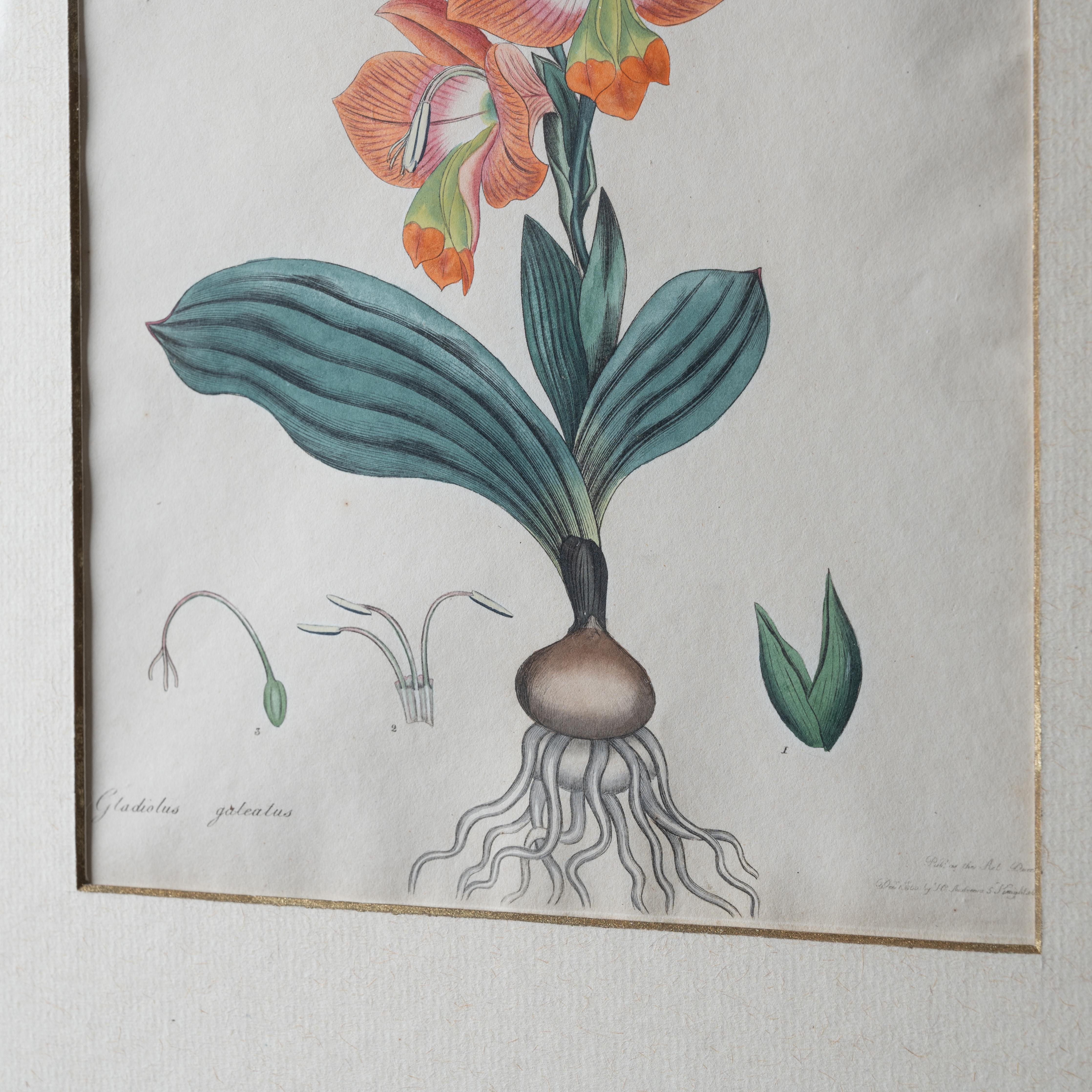 Henry C. Andrews Botanical Prints, c.1790s - set of 4 For Sale 6