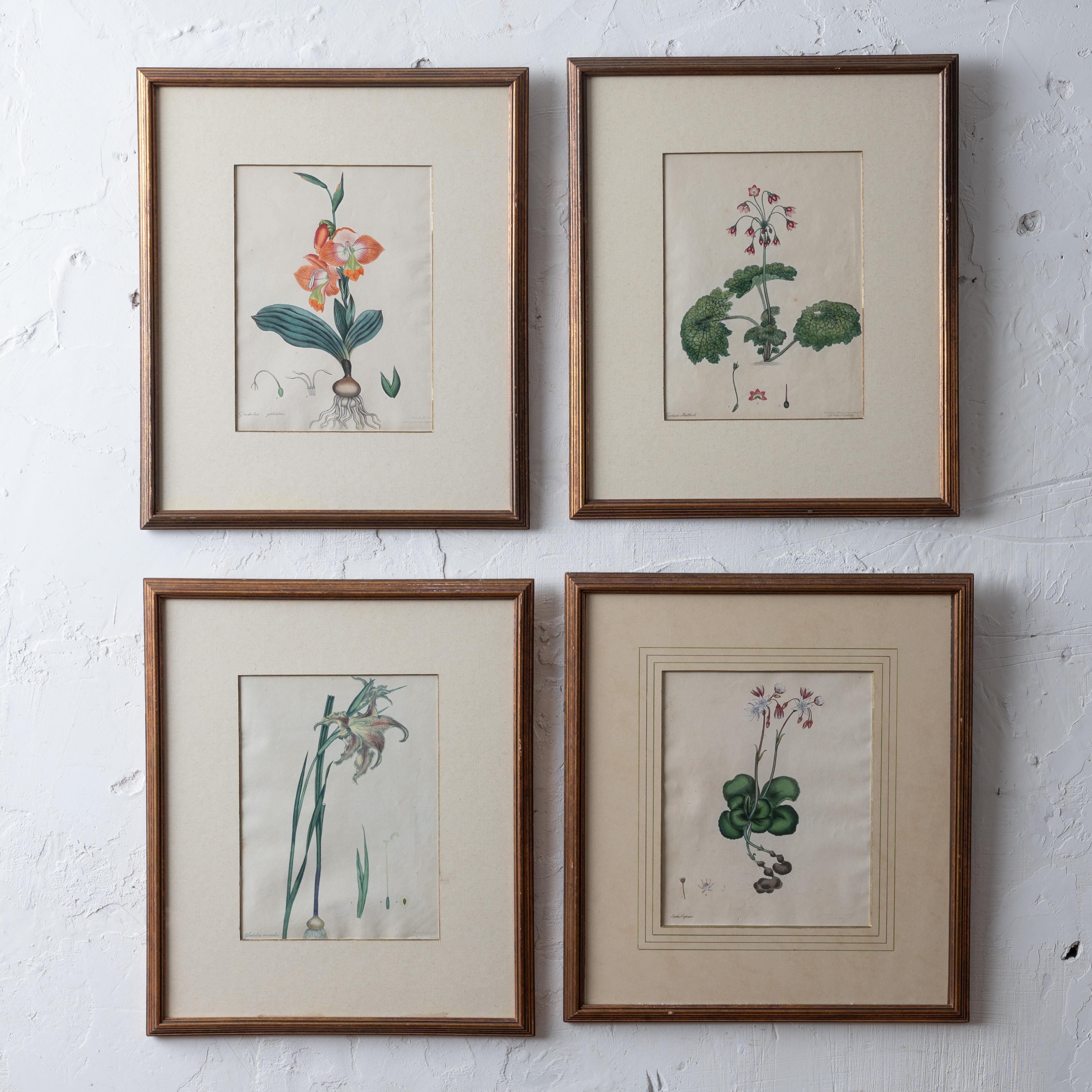 Henry Cranke Andrews
(British, 1759-1835)

A set of four hand-colored botanical engravings published in the 1790s.

14 ¾ by 17 ½ inches

