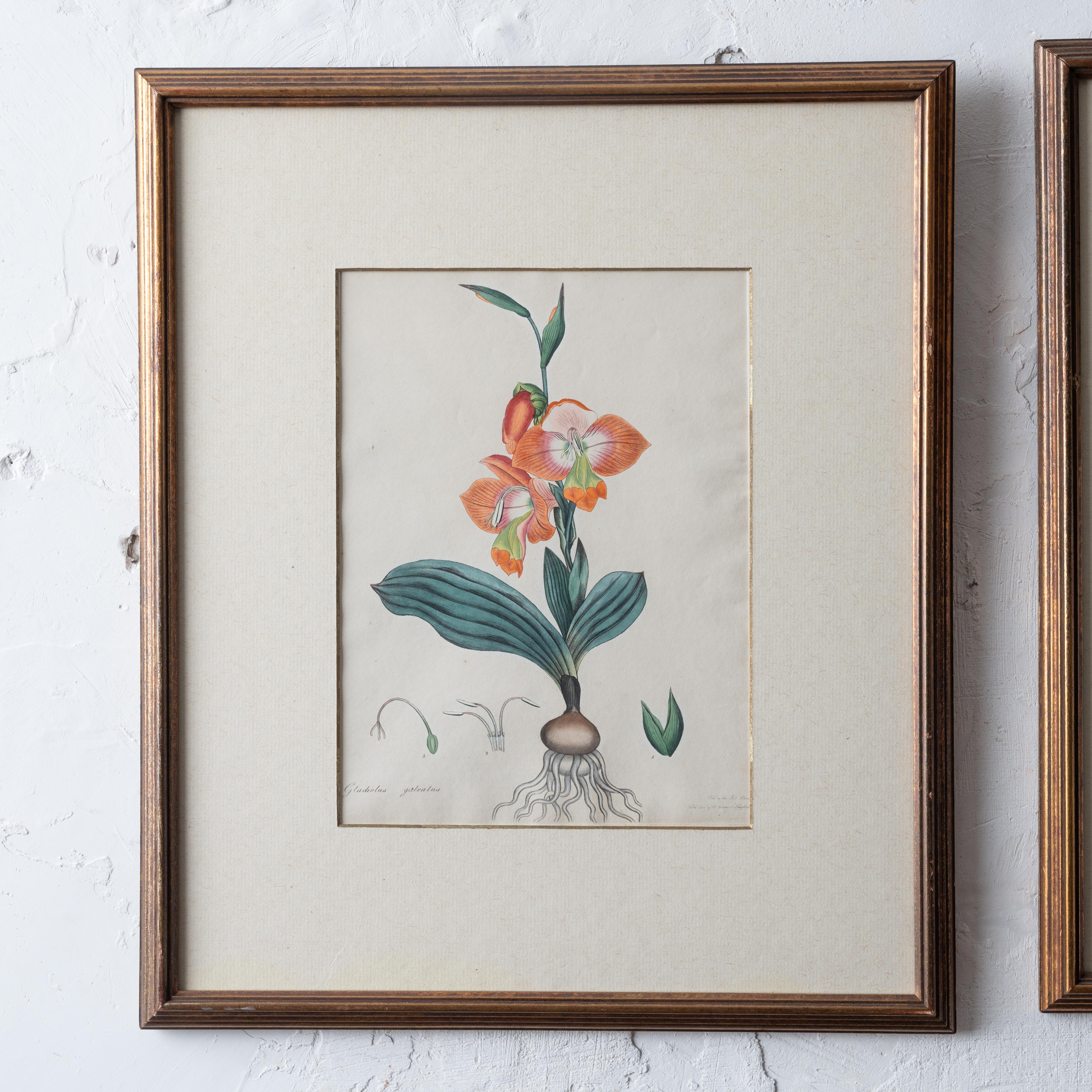 Henry C. Andrews Botanical Prints, c.1790s - set of 4 In Good Condition For Sale In Savannah, GA