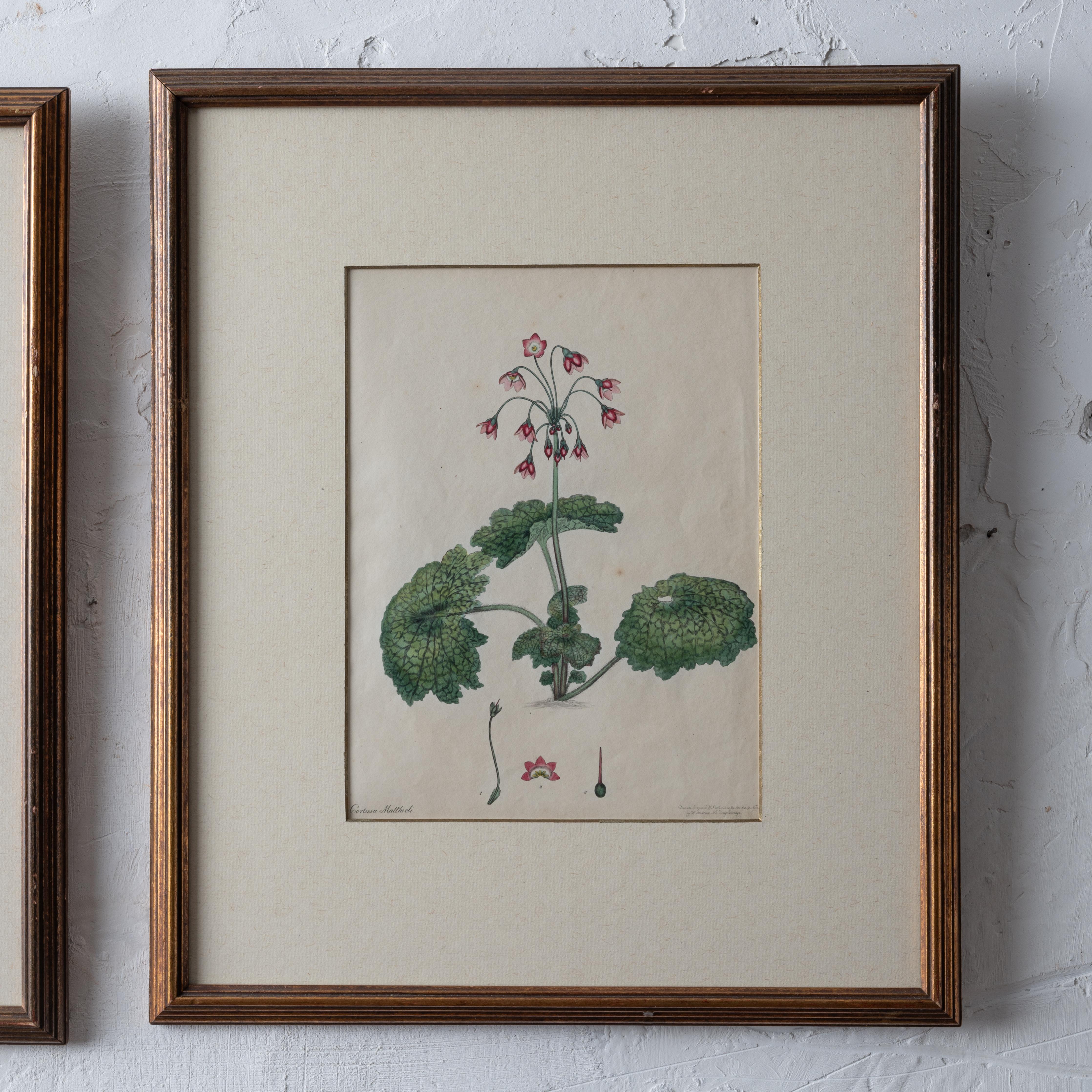 Late 18th Century Henry C. Andrews Botanical Prints, c.1790s - set of 4 For Sale