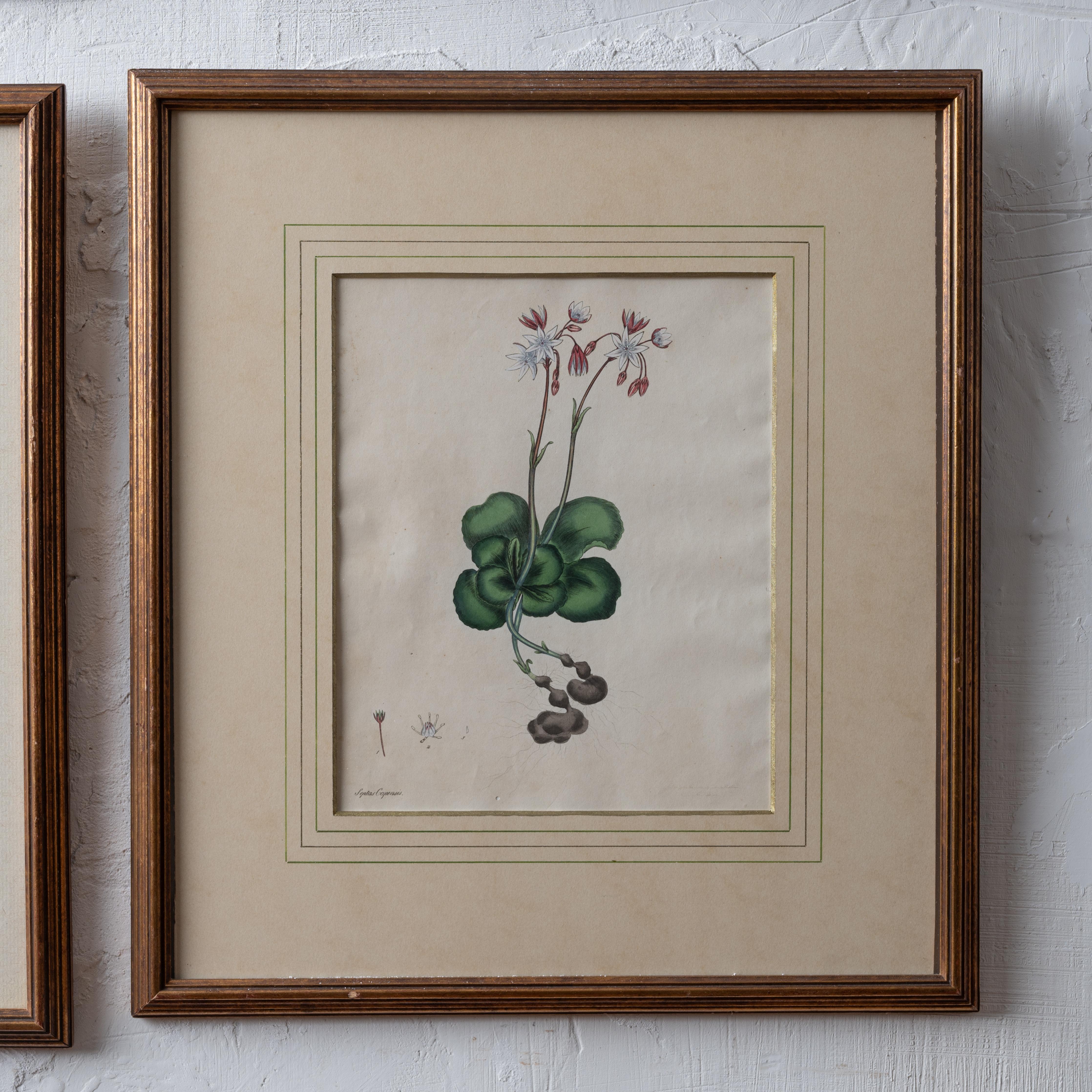Henry C. Andrews Botanical Prints, c.1790s - set of 4 For Sale 1