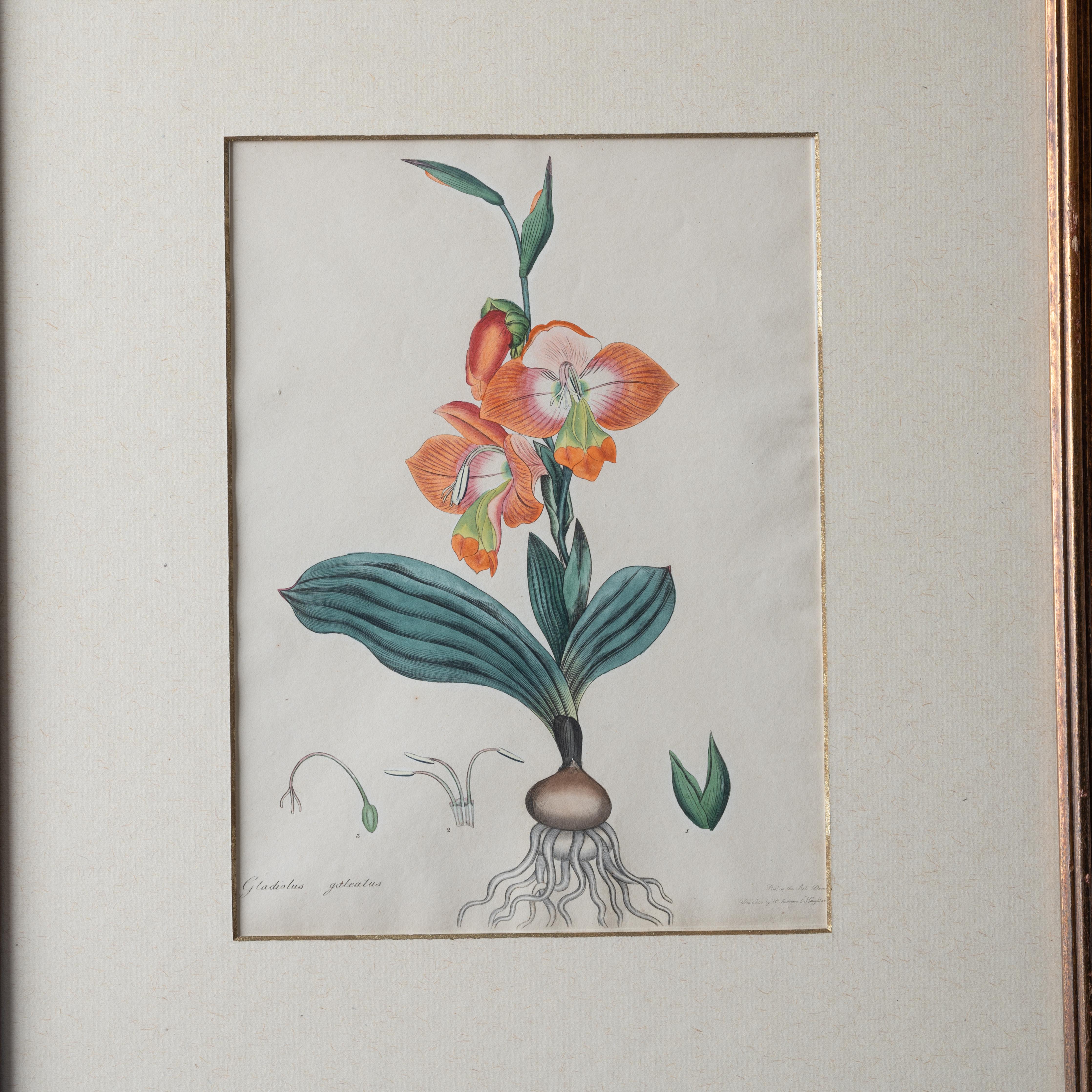 Henry C. Andrews Botanical Prints, c.1790s - set of 4 For Sale 2
