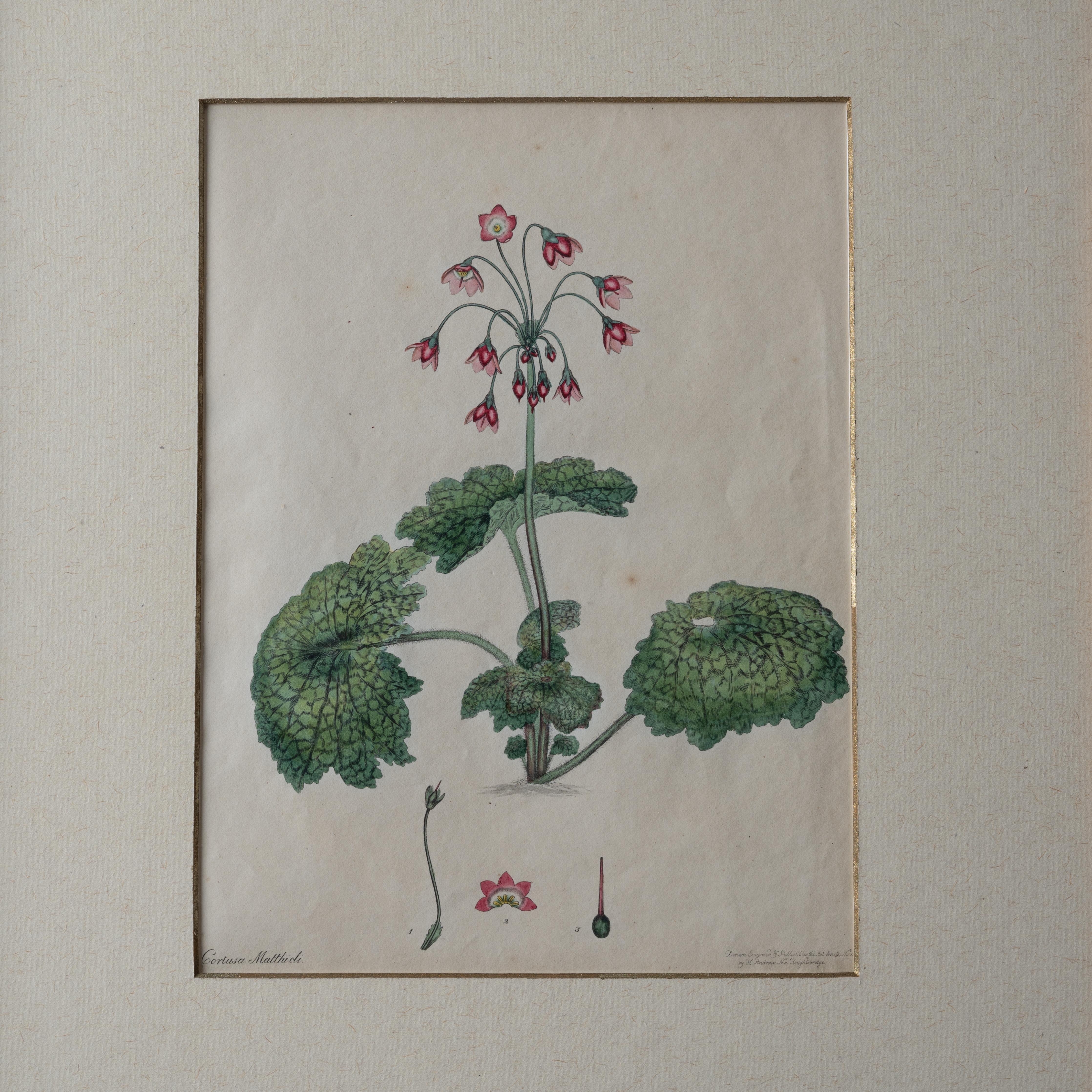 Henry C. Andrews Botanical Prints, c.1790s - set of 4 For Sale 3