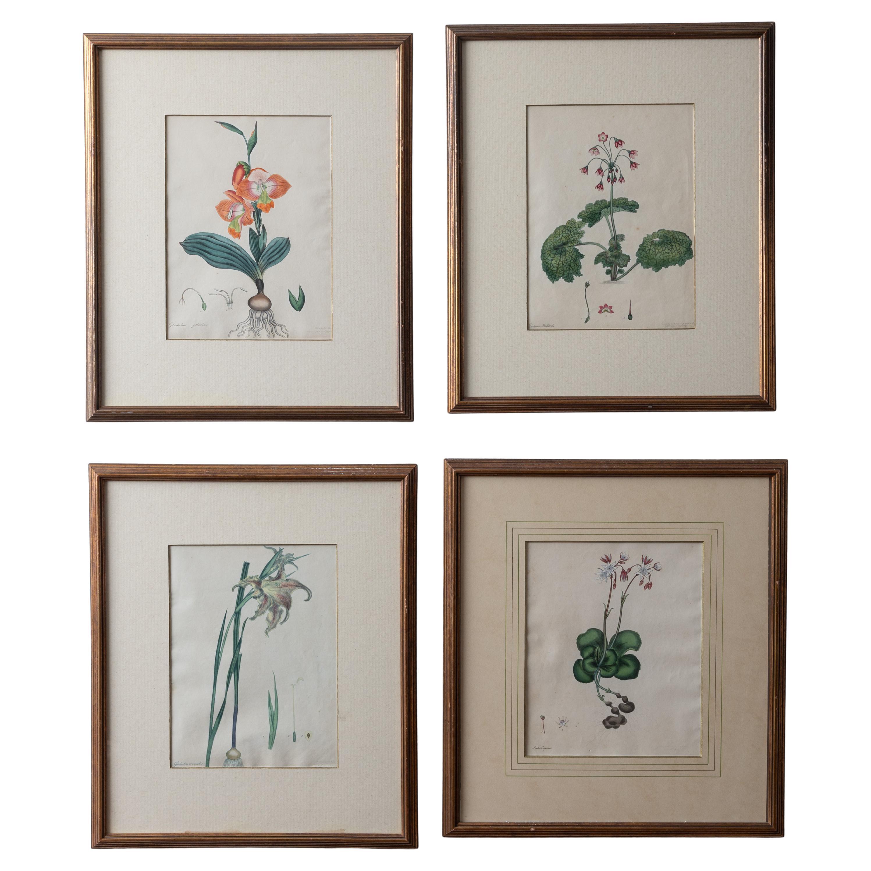 Henry C. Andrews Botanical Prints, c.1790s - set of 4 For Sale