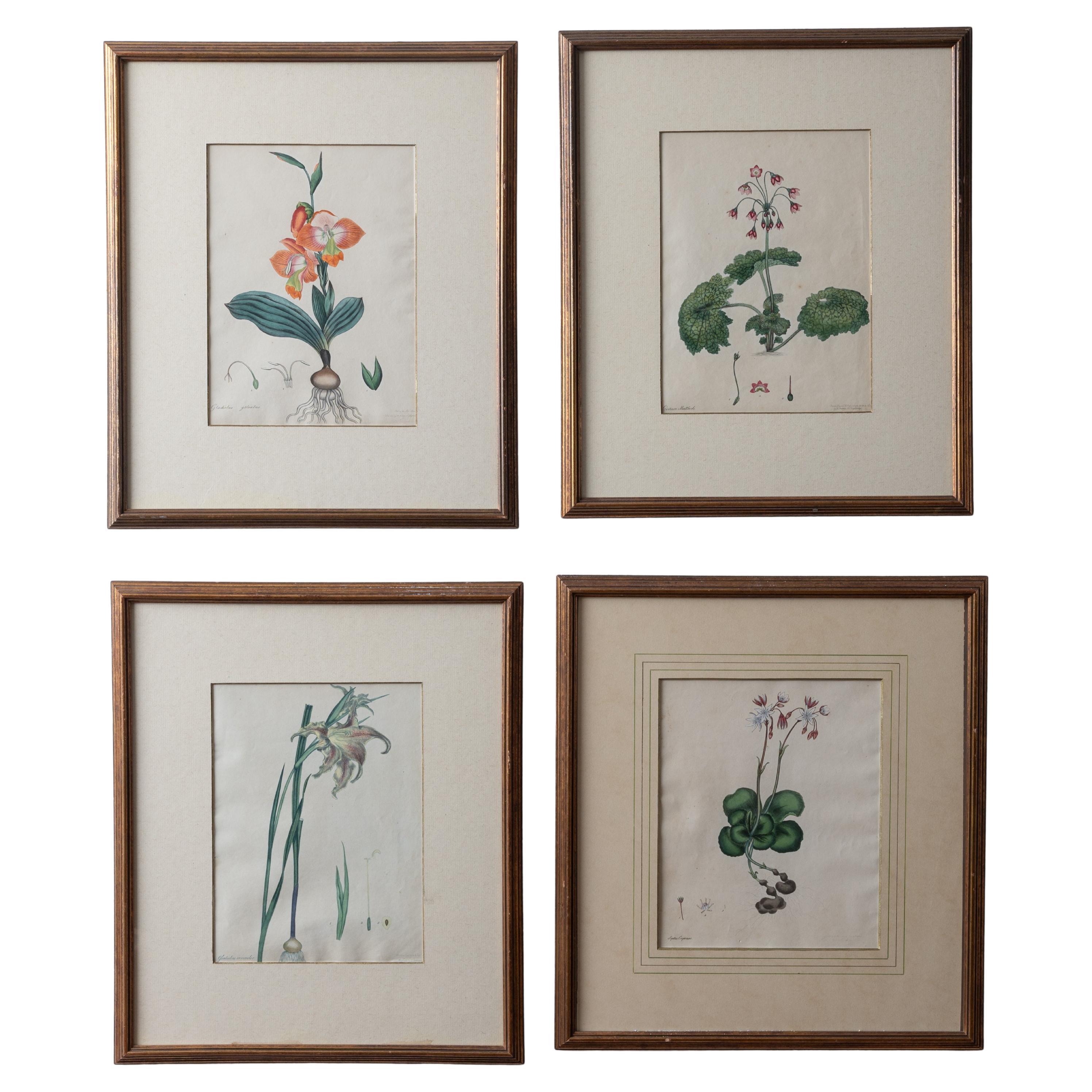 Henry C. Andrews Botanical Prints, c.1790s - set of 4