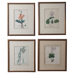 Henry C. Andrews imprimés botaniques, vers les années 1790, lot de 4