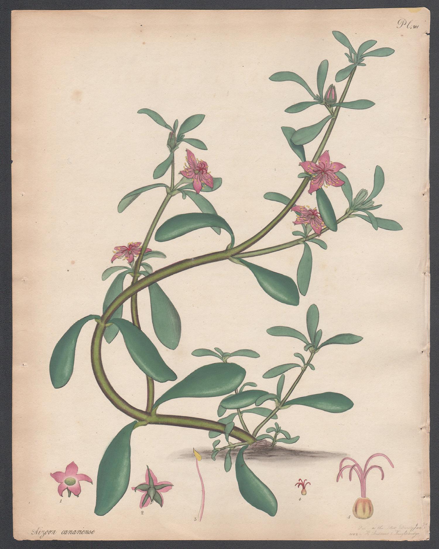 Print Henry C Andrews - Aizoon à feuilles de pourpier. Henry Andrews gravure de fleurs botaniques ancienne gravure à l'ancienne