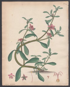 Aizoon à feuilles de pourpier. Henry Andrews gravure de fleurs botaniques ancienne gravure à l'ancienne