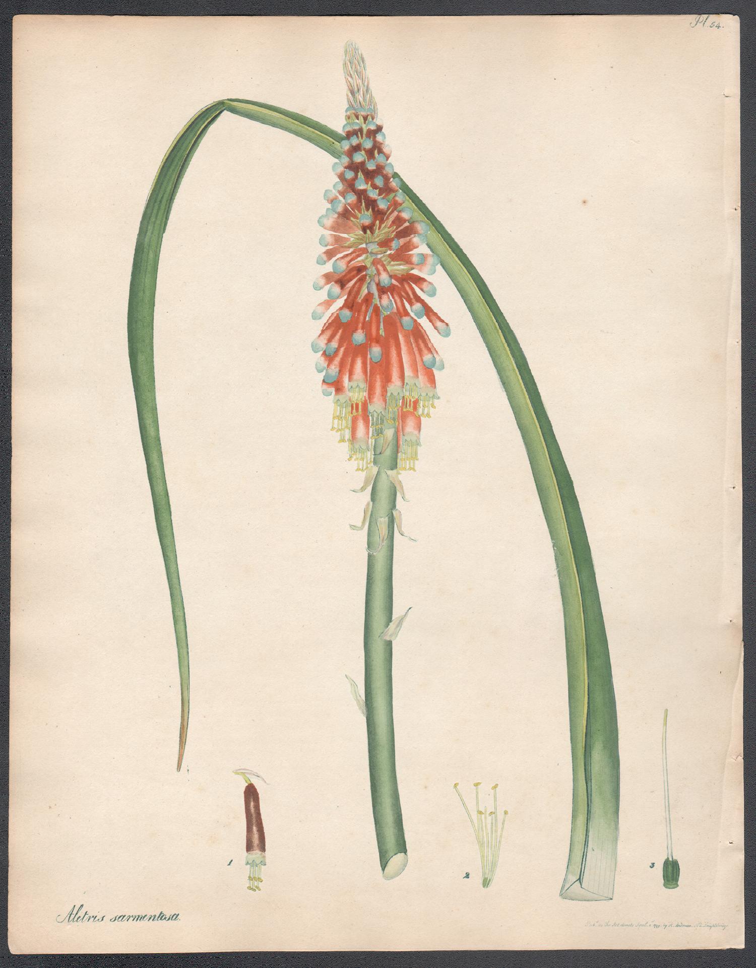 Henry C Andrews Still-Life Print - Aletris sarmentosa - Creeping-rooted Bastard Aloe, Andrews botanical engraving