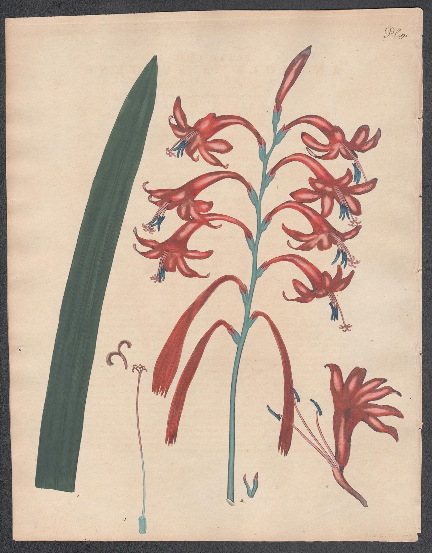 Antholyza Fulgens. Henry Andrews antique botanical flower engraving print