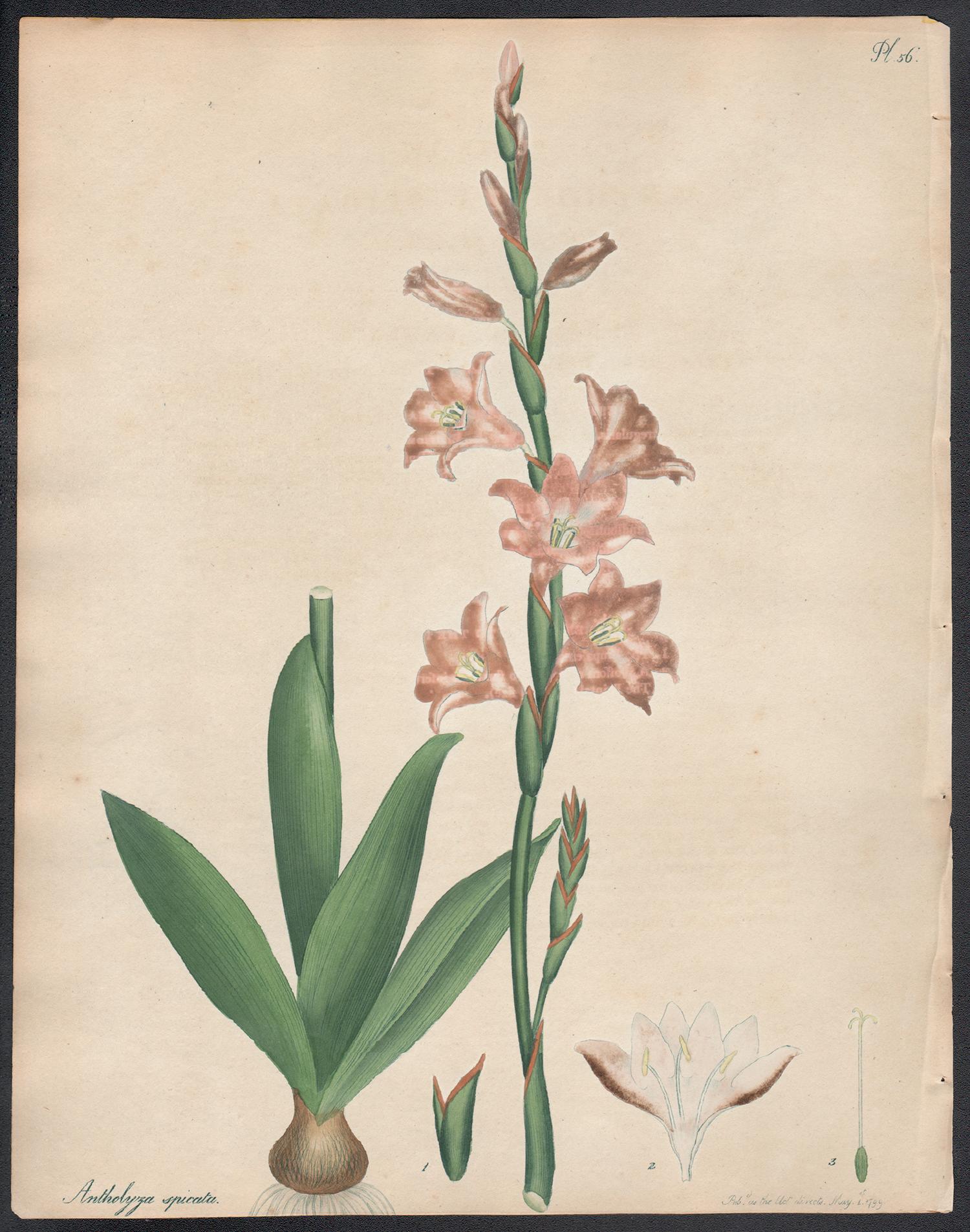Henry C Andrews Still-Life Print - Antholyza spicata - Spike-flowered Antholyza, Andrews botanical engraving