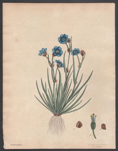 Aristea Cyanea - Blue-flowered Aristea,  Henry Andrews botanical engraving