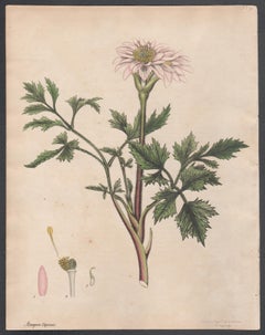 Cape Atragene, Henry Andrews antique botanical pink flower engraving print