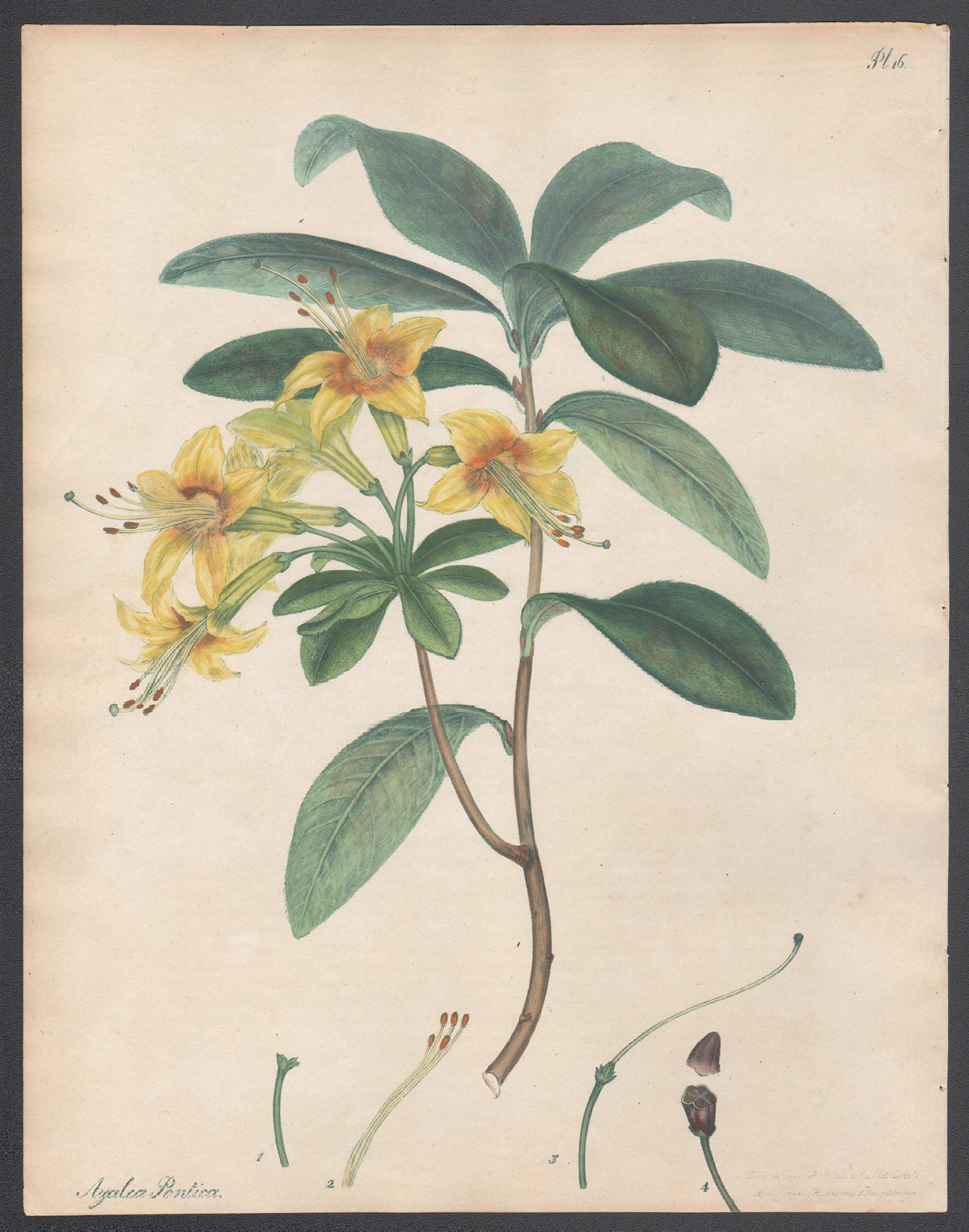 Henry C Andrews Print - Yellow Pontic Azalea. Henry Andrews antique botanical flower engraving print