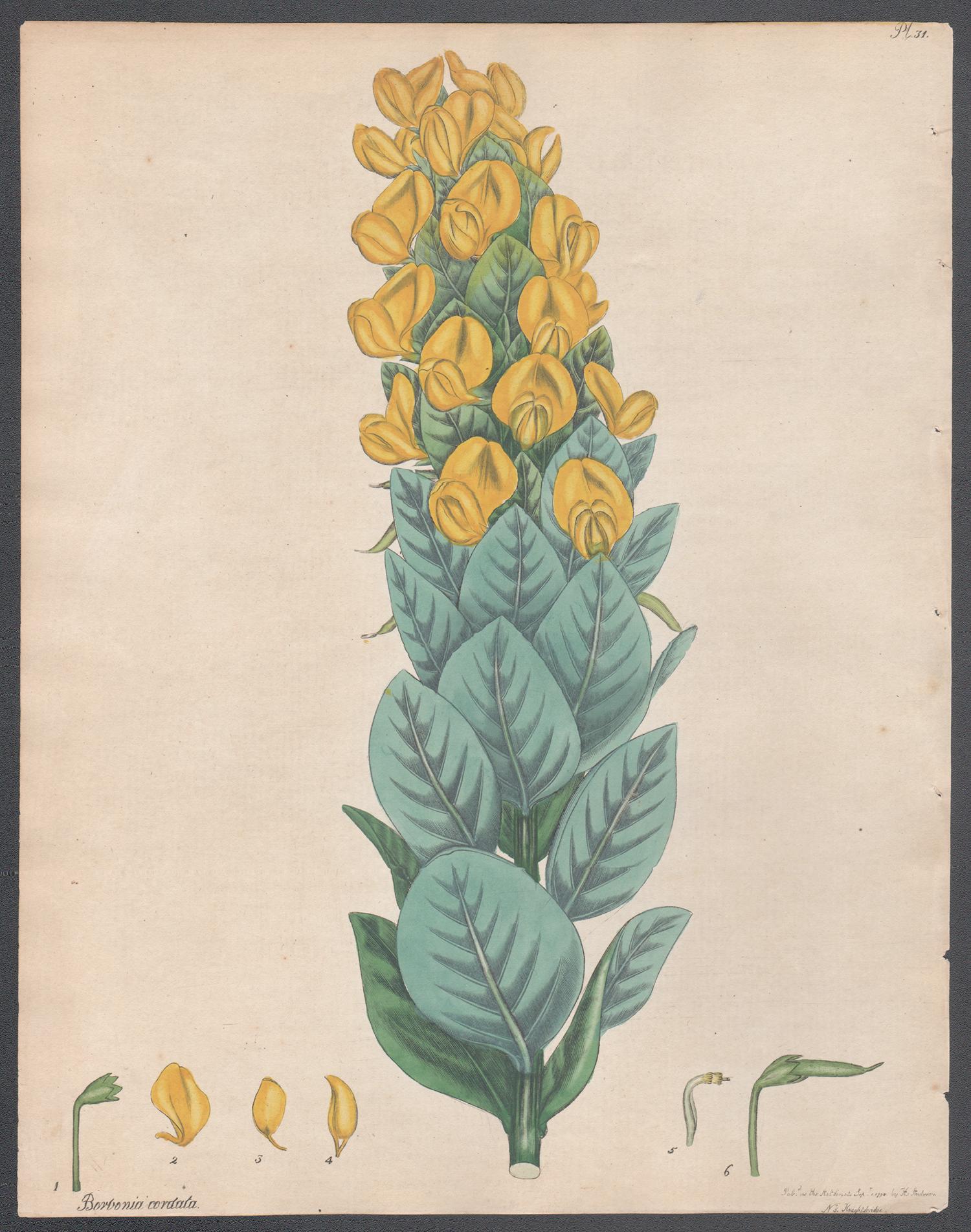 Henry C Andrews Still-Life Print - Borbonia cordata - Heart-shape-leaved Borbonia, Andrews botanical engraving