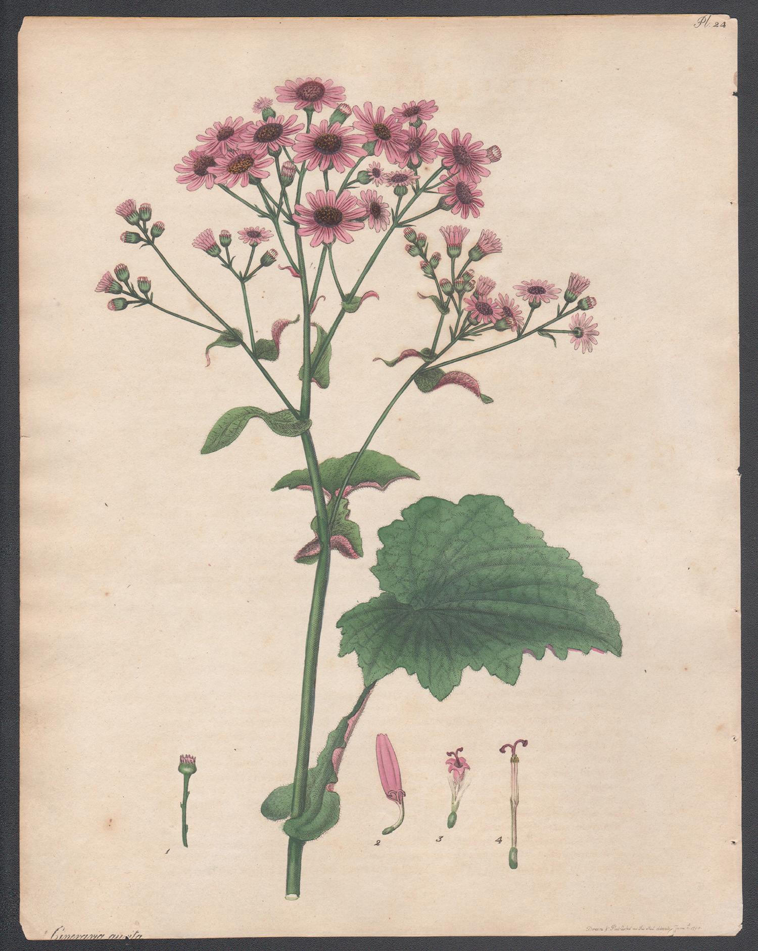 Henry C Andrews Still-Life Print - Two-coloured-leaved Cineraria. Andrews antique botanical flower engraving print